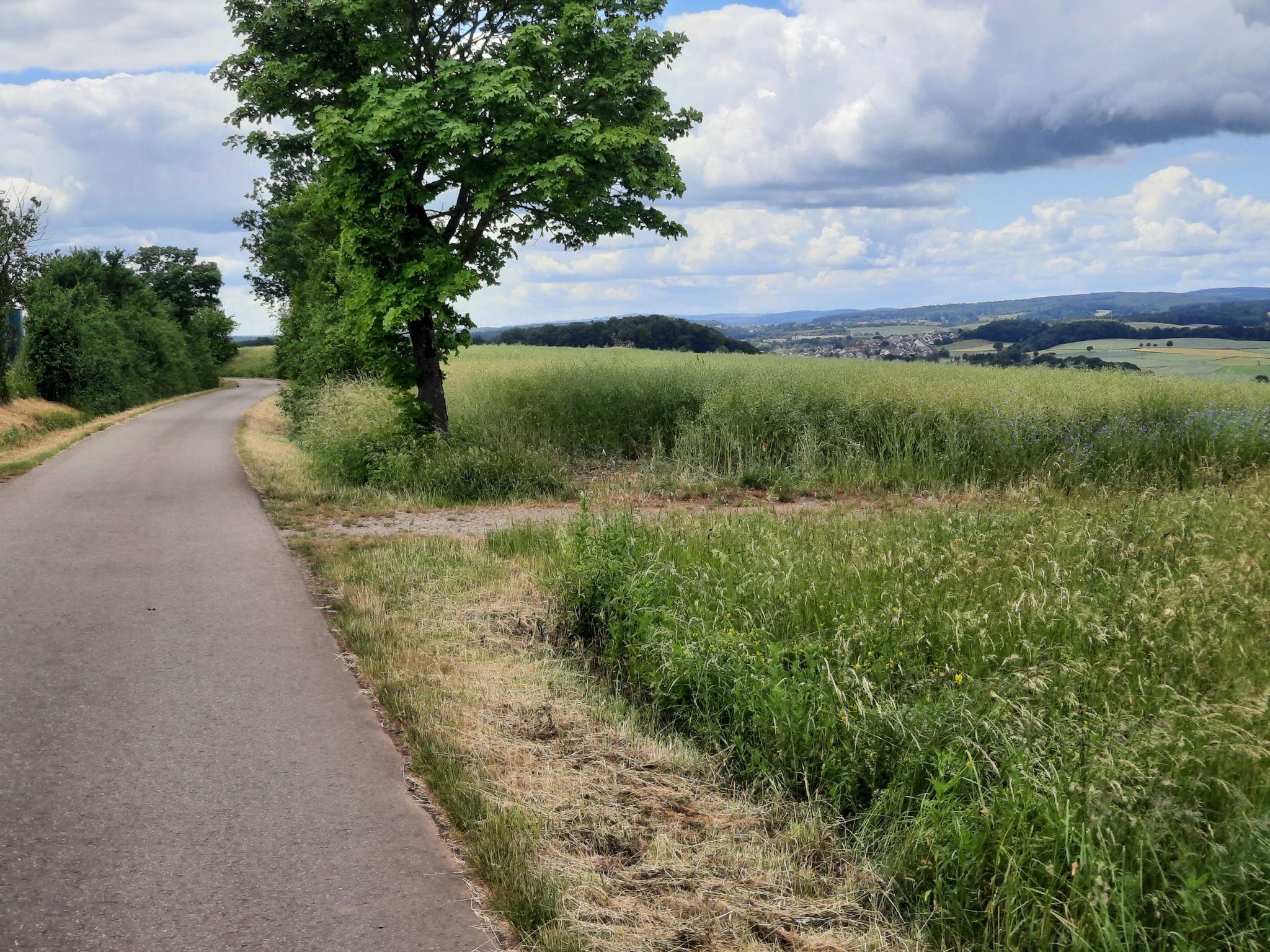 Panorama-Höhenweg Kühbörnches Hof