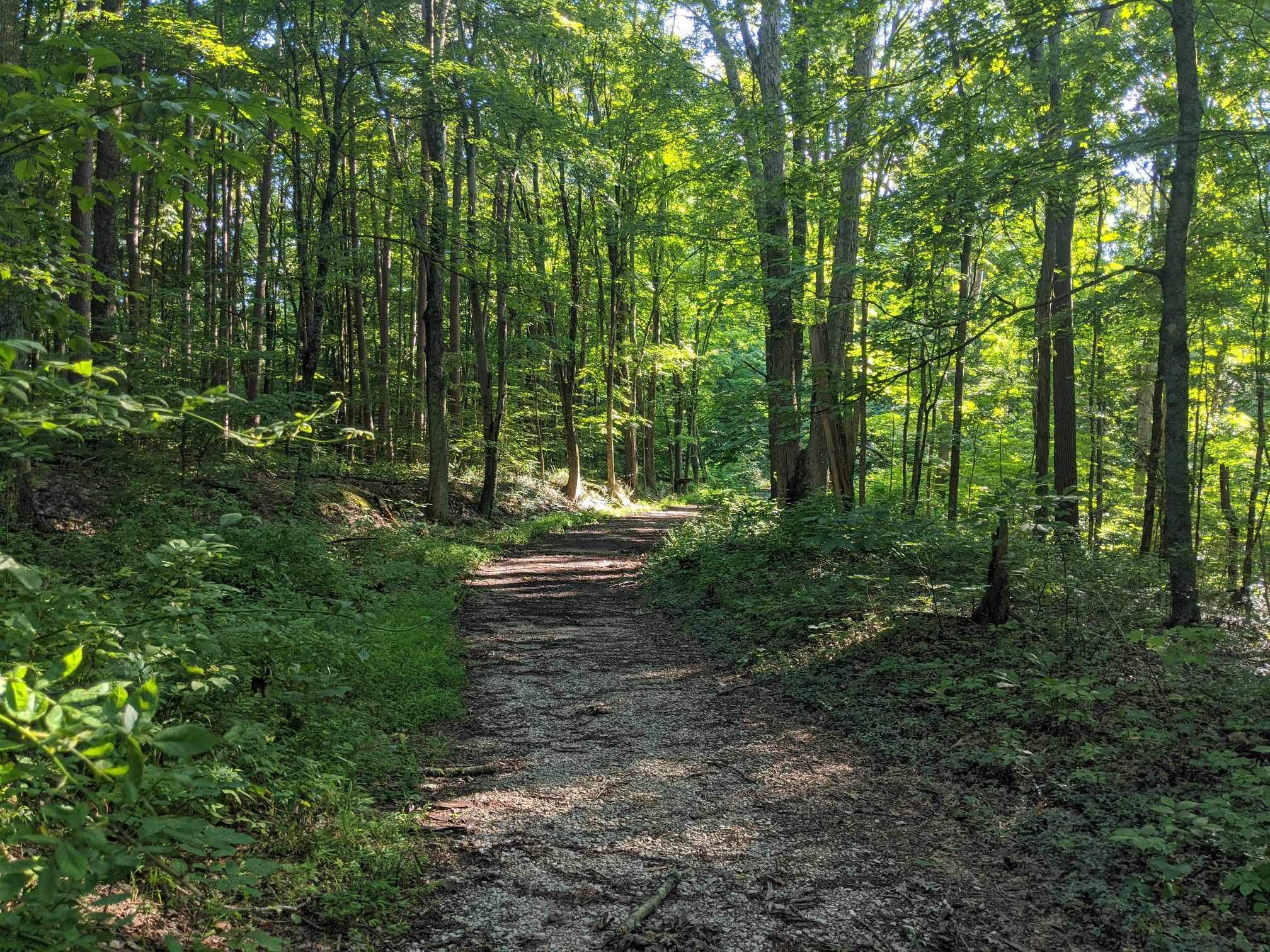 A sun-dappled dirt path winding through a dense green forest. - Sycamore and Terrill Ridge Trail Loop