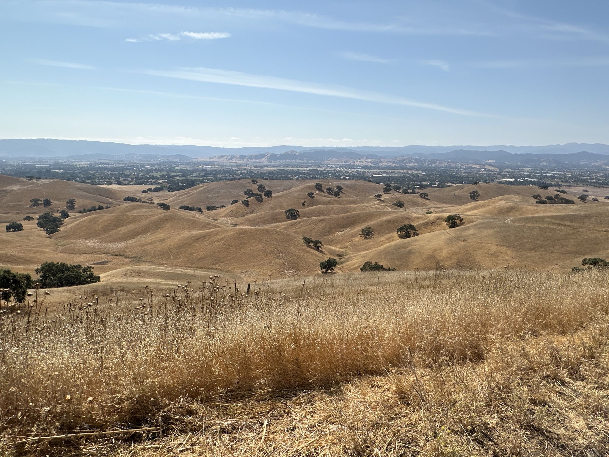 Expansive view of golden hills, scattered trees, and a distant city. - Townsprings, Harvey Bear, Coyote Ridge and Willow Springs Loop