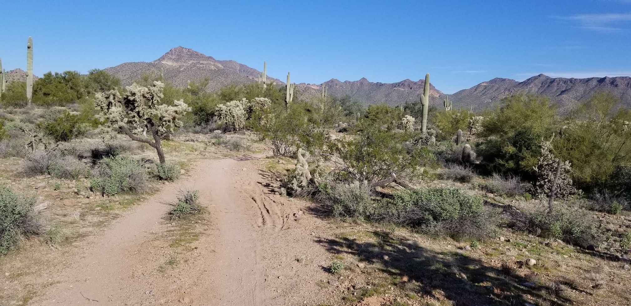 Dirt path winding through sunny desert with cacti and distant mountains. - Blevins Trail – Levee Trail loop from Usery Mountain Regional Park