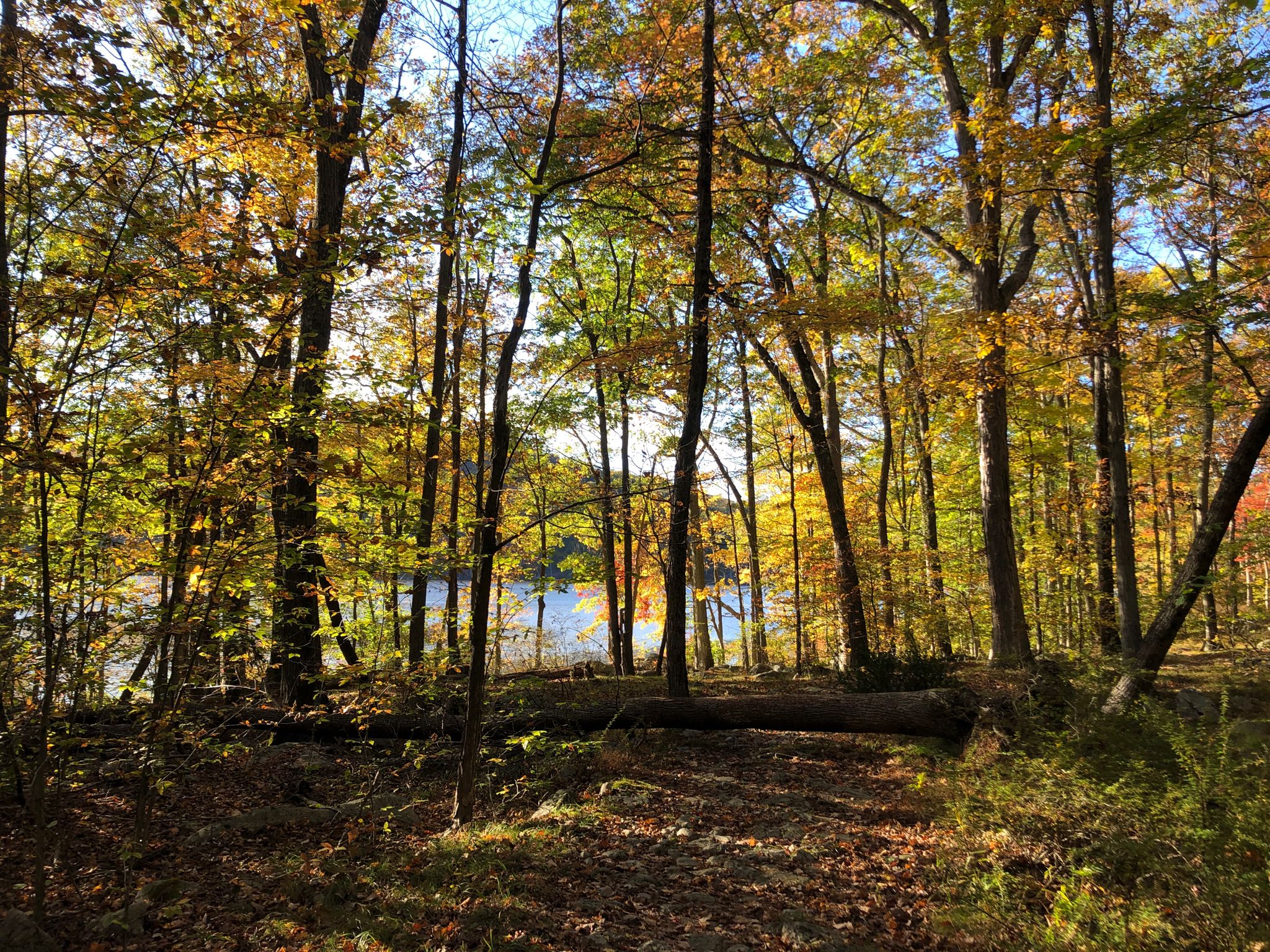 Vibrant autumn forest with a fallen log and a glimpse of a blue lake. - Silver Mine Lake Loop