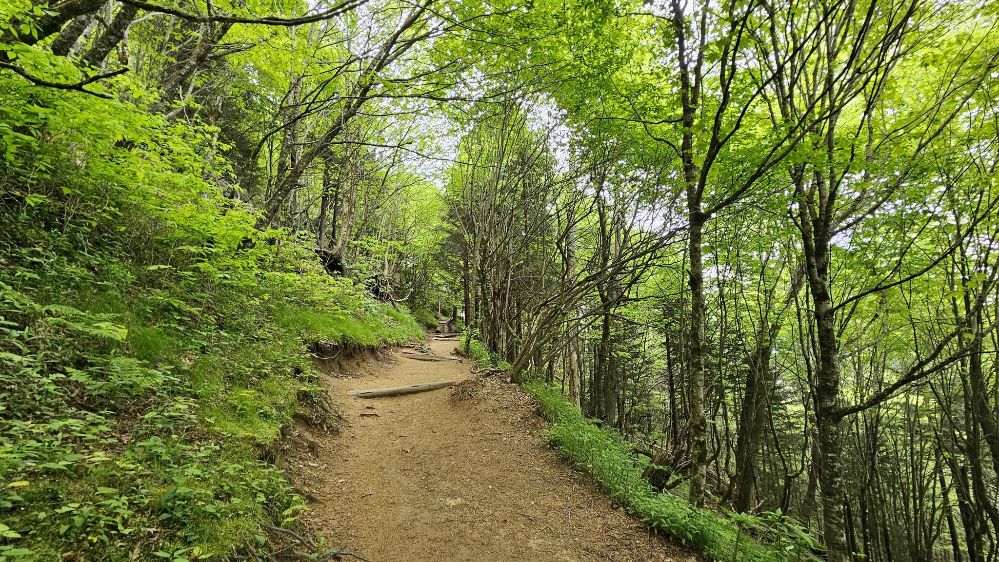Winding dirt path through a vibrant green forest with tall trees. - Appalachian Trail: Newfound Gap to Sweat Heifer Creek Trail