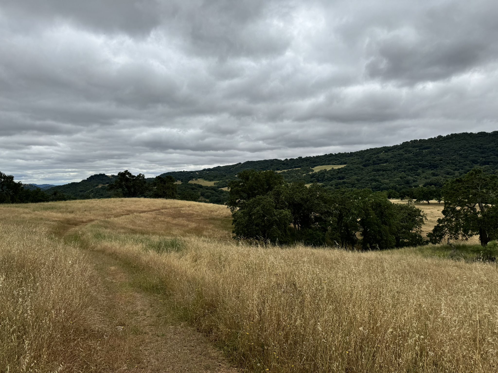 Dirt path through golden fields leading to green hills under a cloudy sky. - Bass Lake loop from Joseph D. Grant County Park