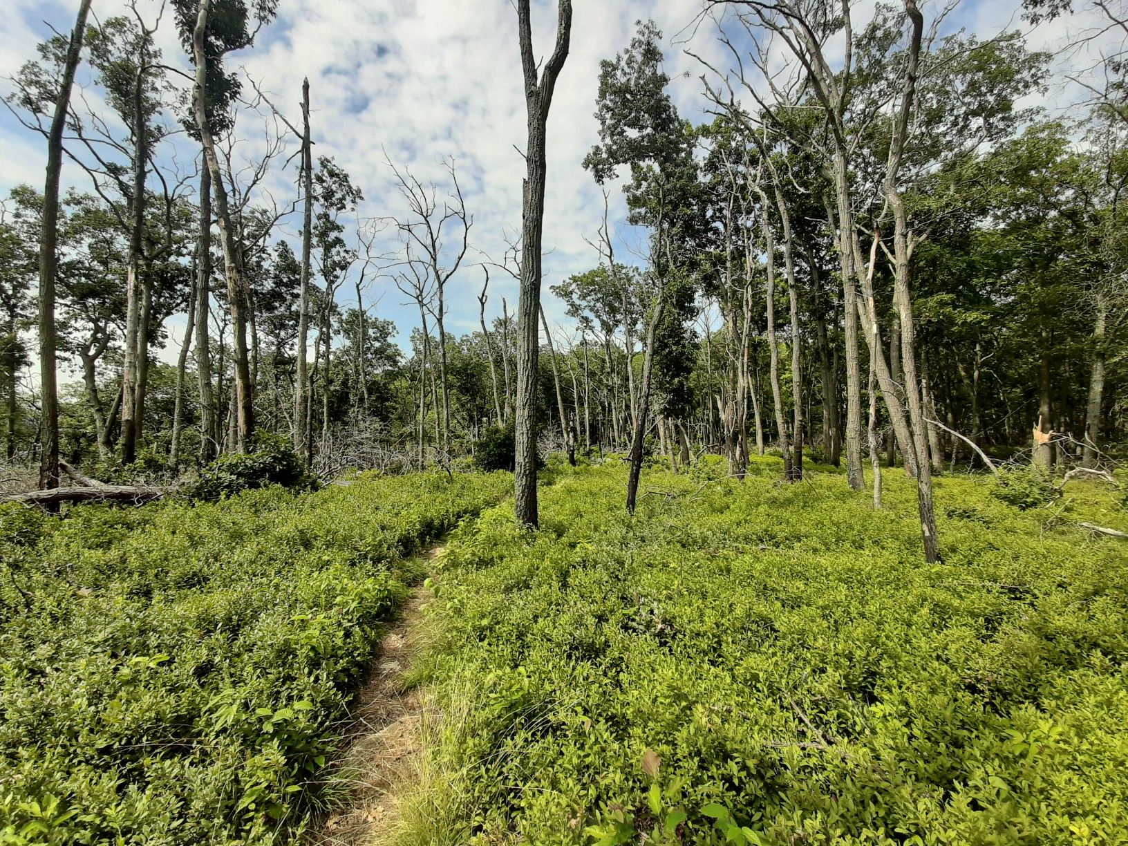 A narrow dirt path winds through dense green undergrowth and bare trees. - Pine Meadow Lake Loop Trail