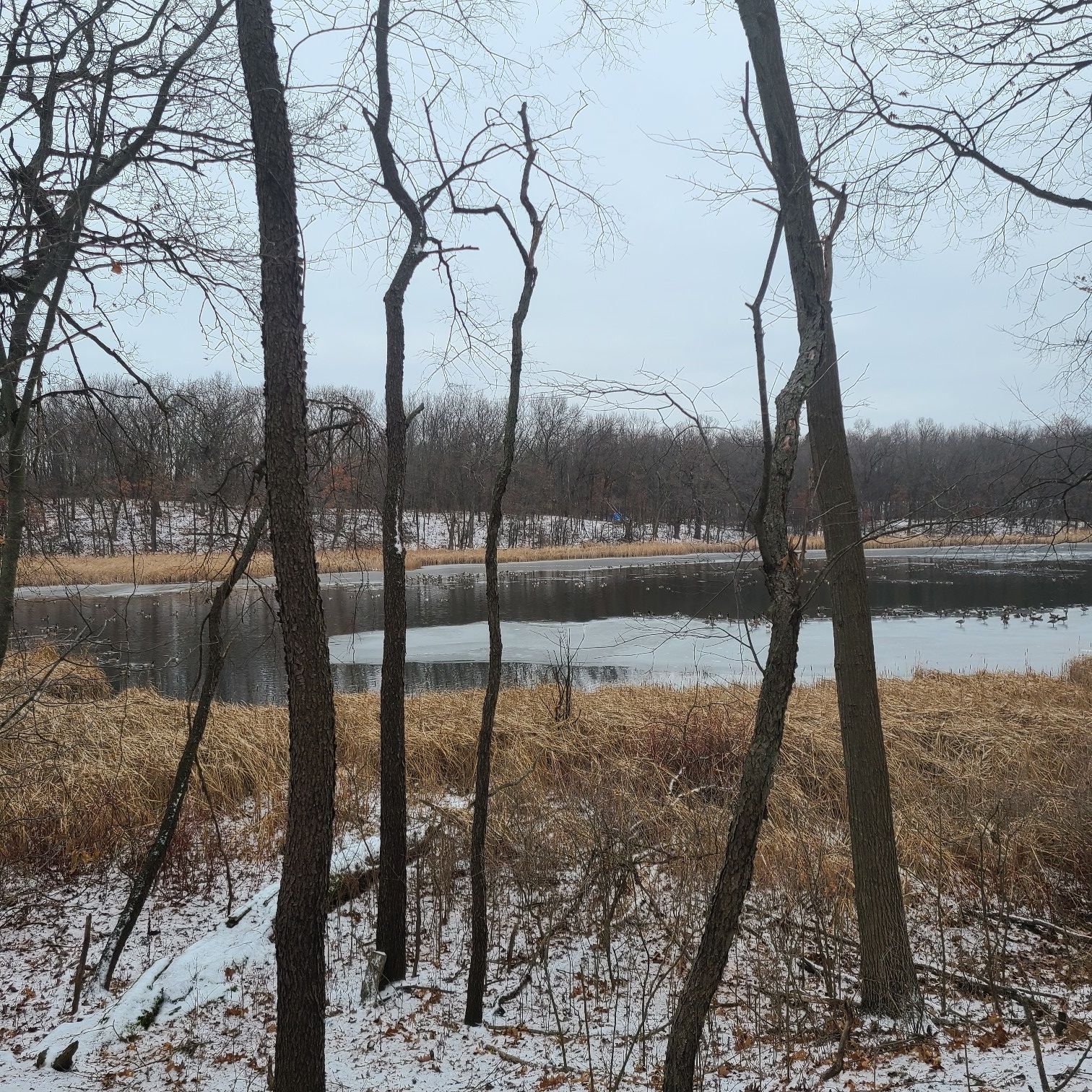 Bare trees frame a partially frozen lake with golden reeds under a gray sky. - Asylum Lake Loop