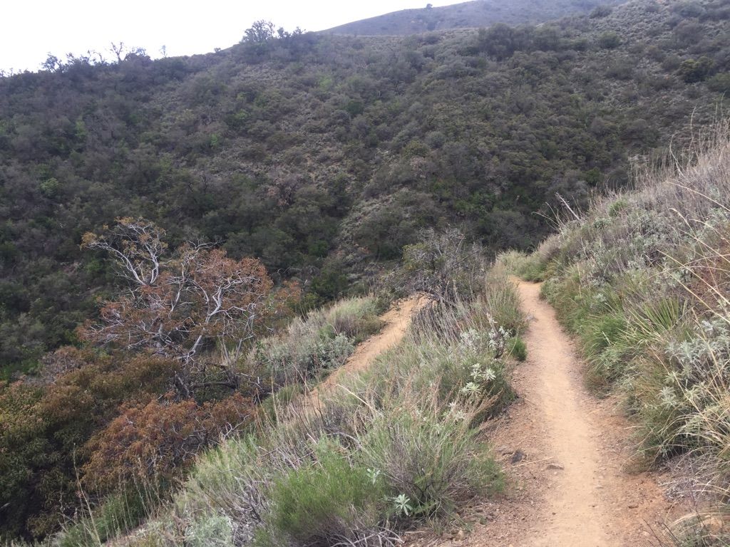 Dirt trail winding up a brushy, green hillside under an overcast sky. - Santiago Peak via Holy Jim Trail