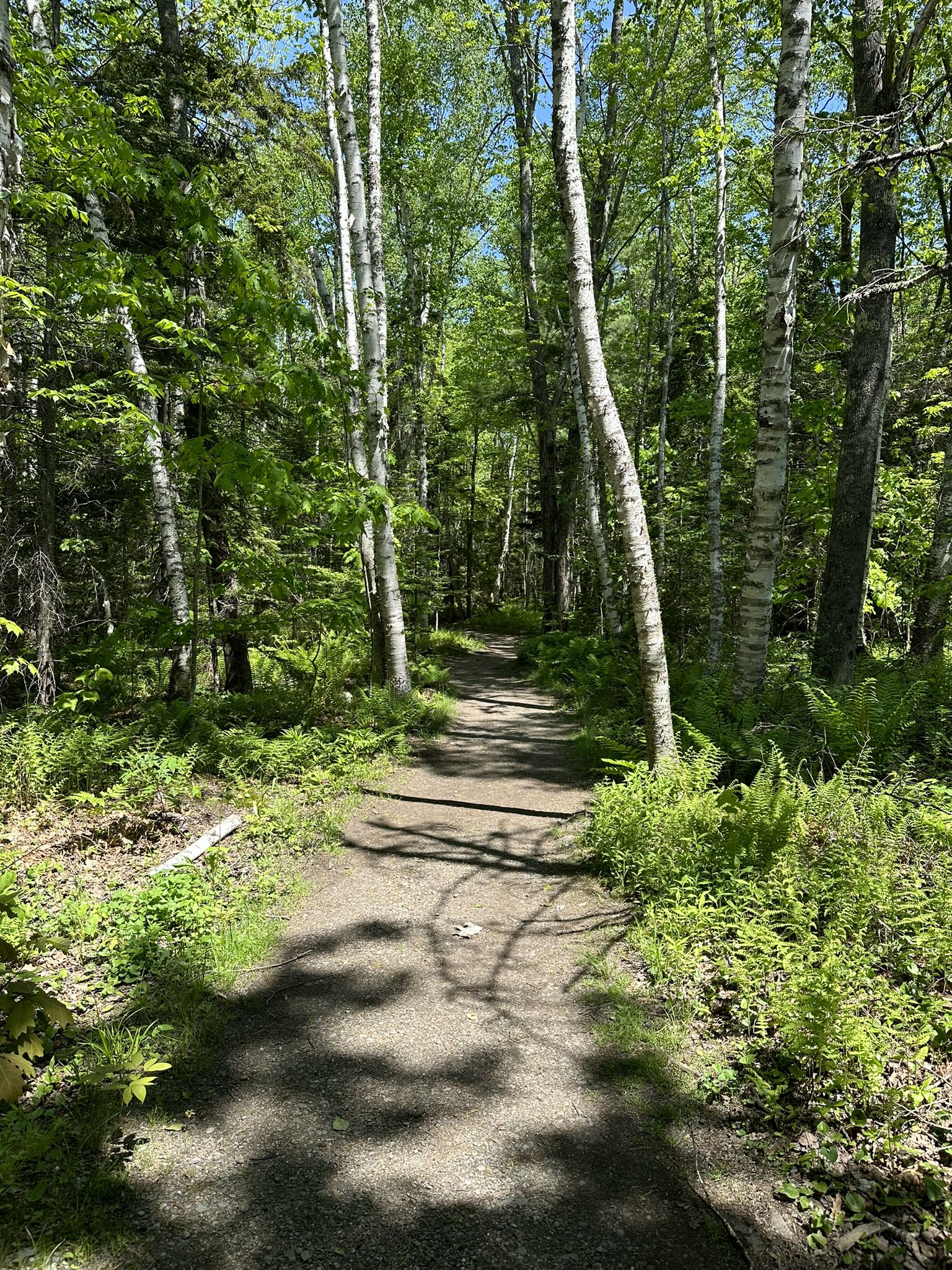 Sunny forest path winding through tall green trees with dappled light. - Moose and Big Spruce Trail Loop