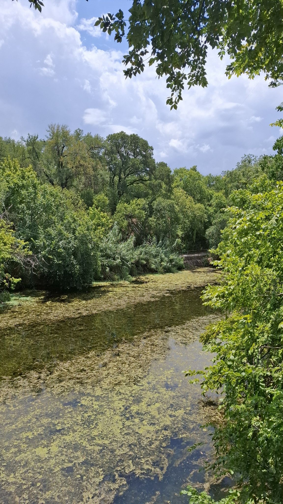 River covered in green algae, surrounded by lush trees under a cloudy sky. - Suburban SoCo Hills loop