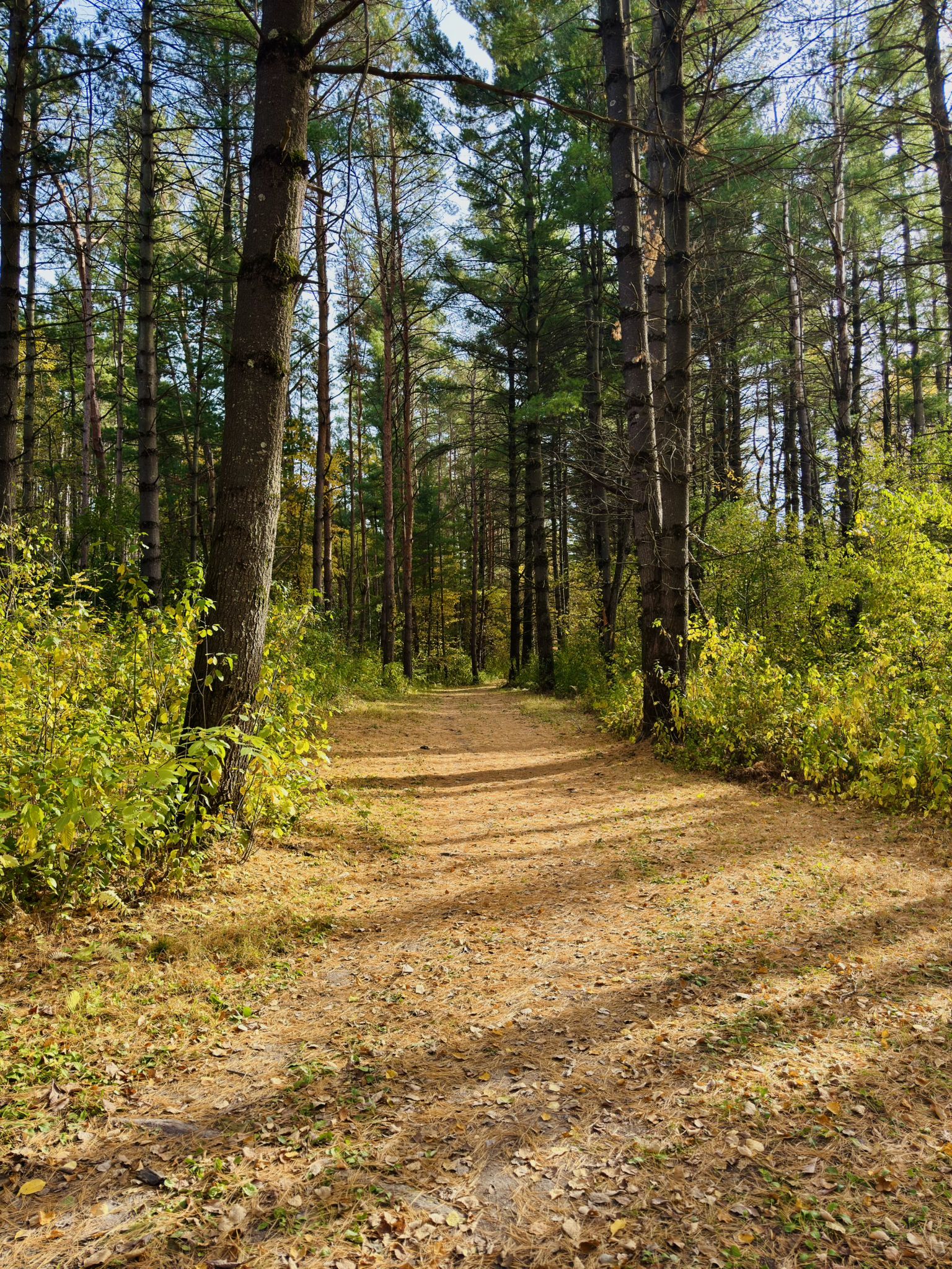 A sunlit dirt path winds through a dense pine forest with green undergrowth. - Pine Point Park Trail loop from Pine Point Regional Park