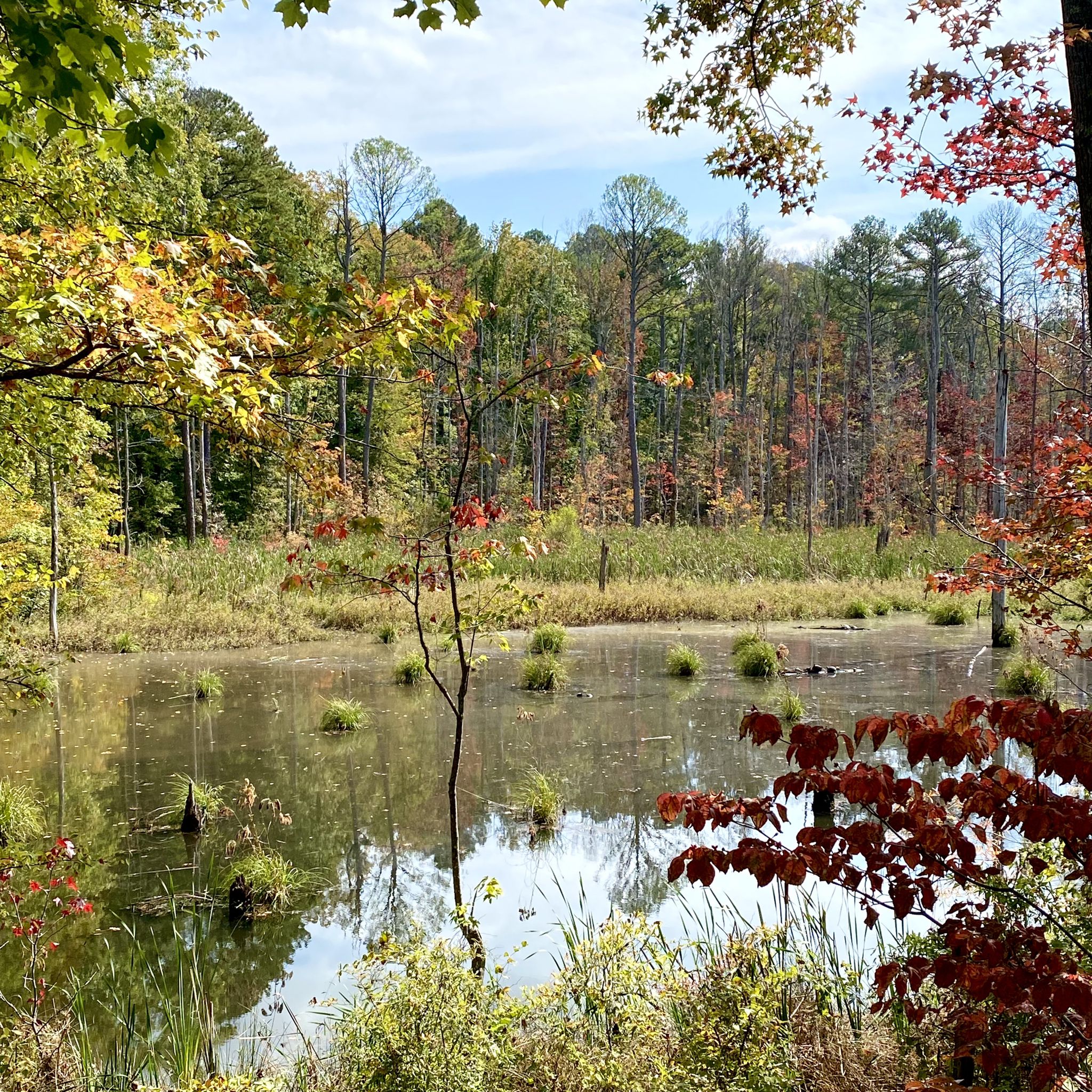 Autumn wetland scene with colorful trees, reflective water, and blue sky. - Jordan Lake – View of Beaver Creek Wetlands loop from Apex