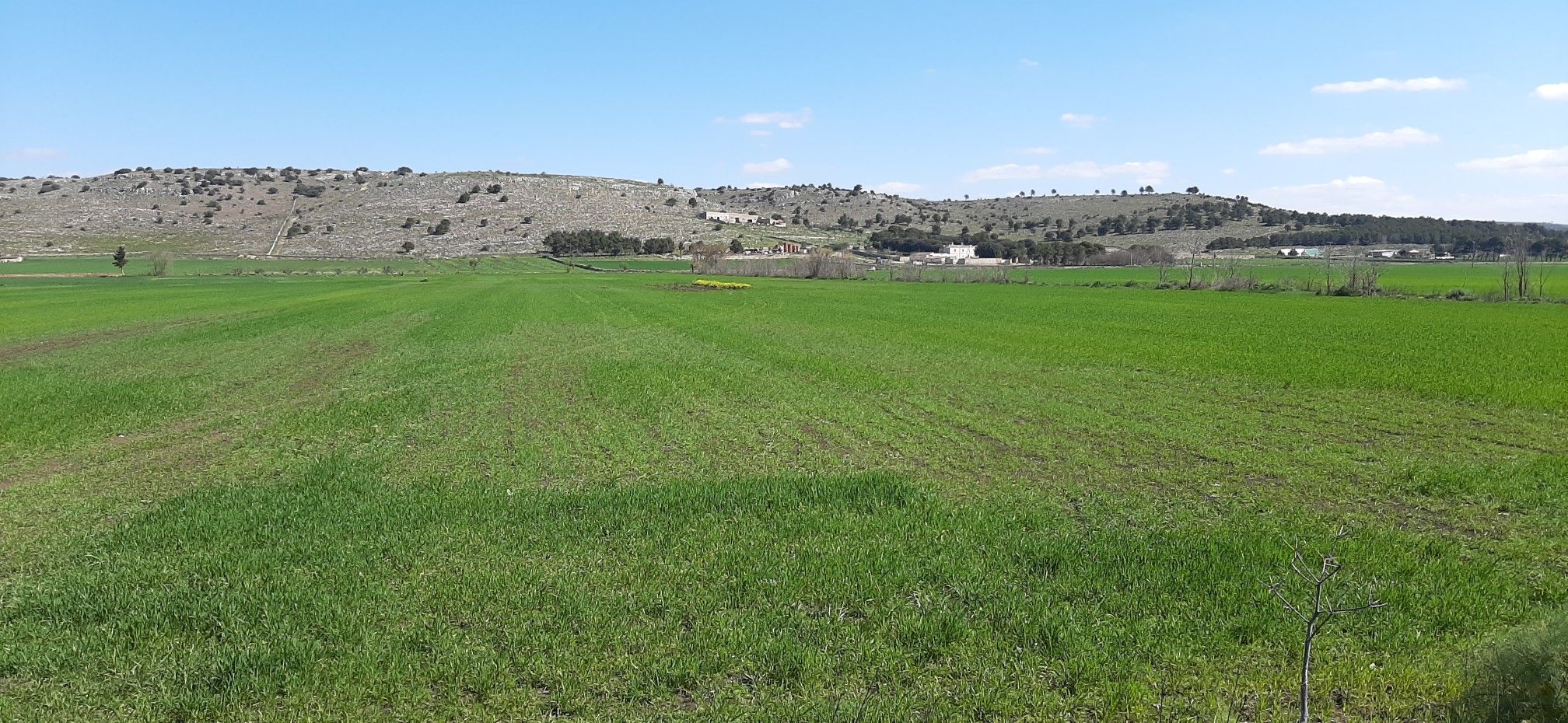 Murgia