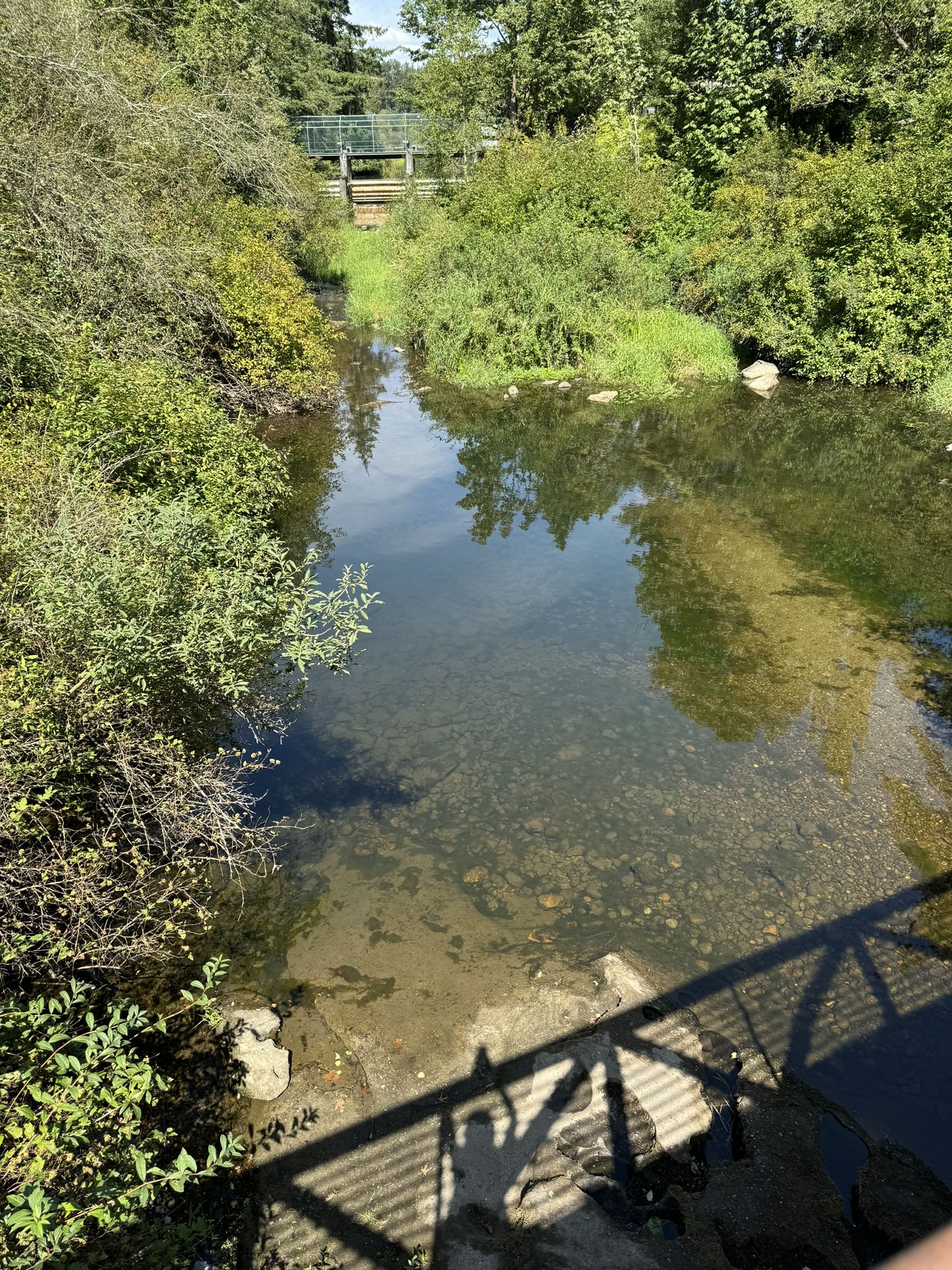 Calm river reflecting green trees, with a bridge shadow and distant bridge. - Whatcom Creek and Railroad Trail Loop