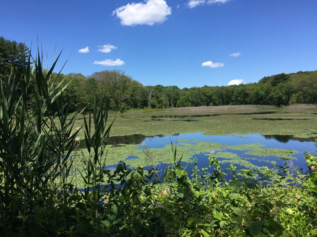 Sunny view of a lake covered in lily pads, surrounded by lush foliage. - Former Lyman Viaduct – Air Line State Park Trail loop from East Hampton