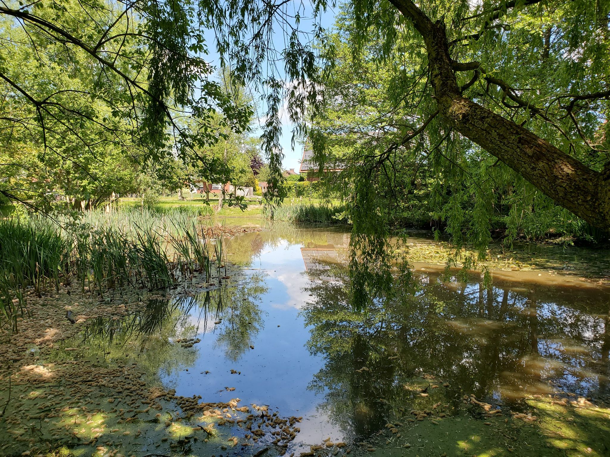Dorfteich