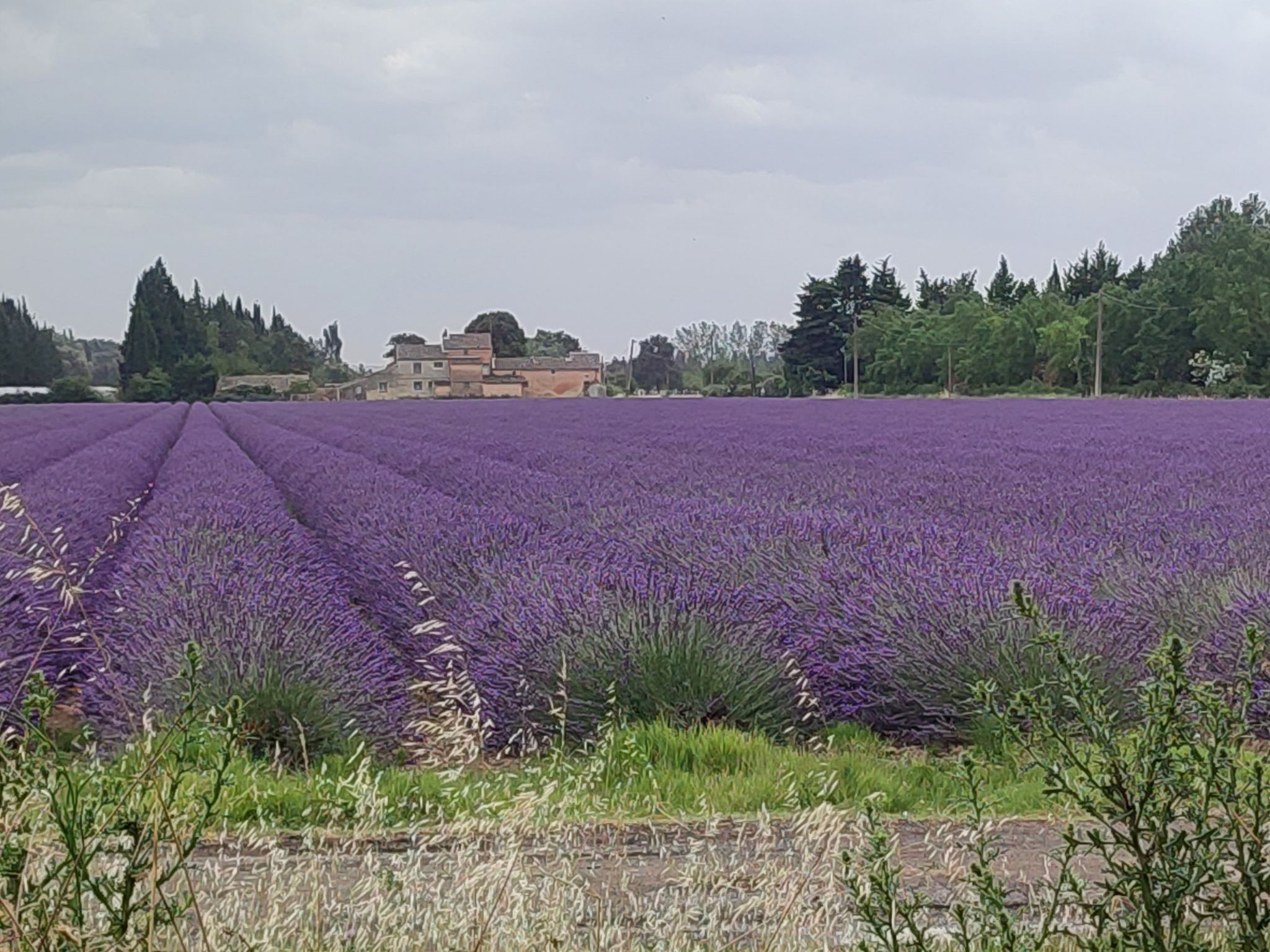 Lavendel