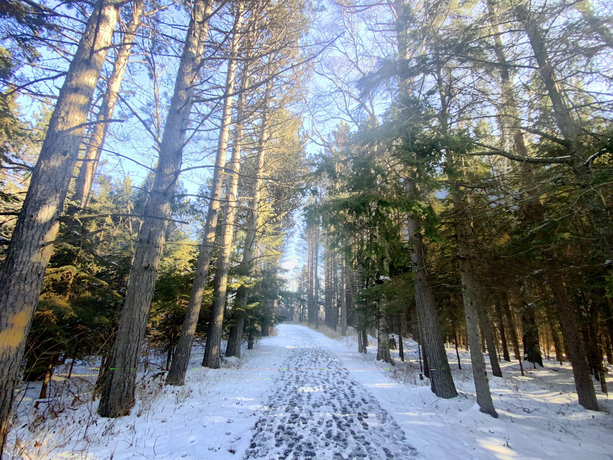A snowy path with footprints winds through a dense forest of tall pine trees. - Gitchi-Gami State Trail