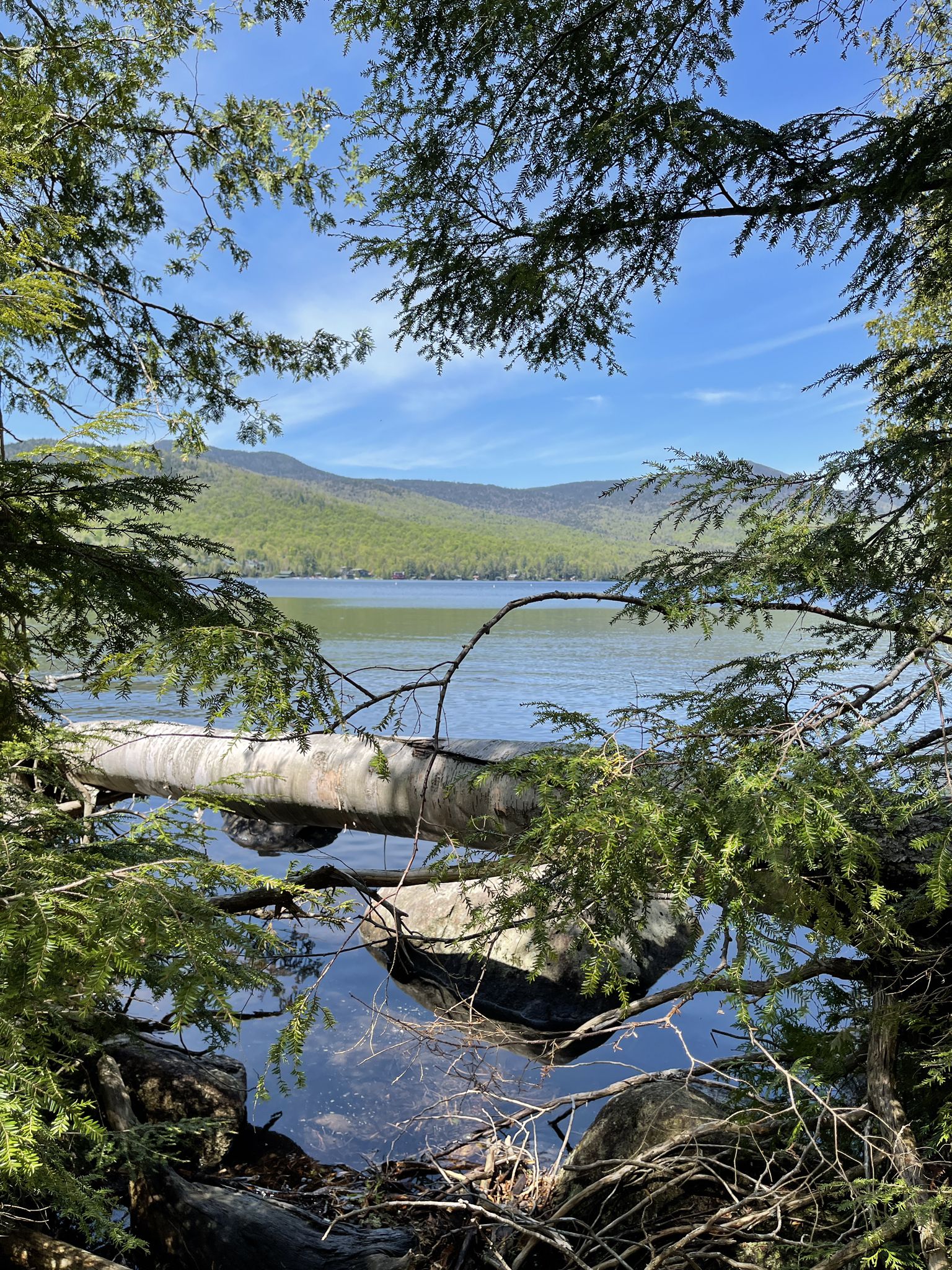 Lake with fallen logs, framed by green branches, mountains under blue sky. - Jackrabbit Trail & Ridge Trail loop - Brewster Peninsula Trails