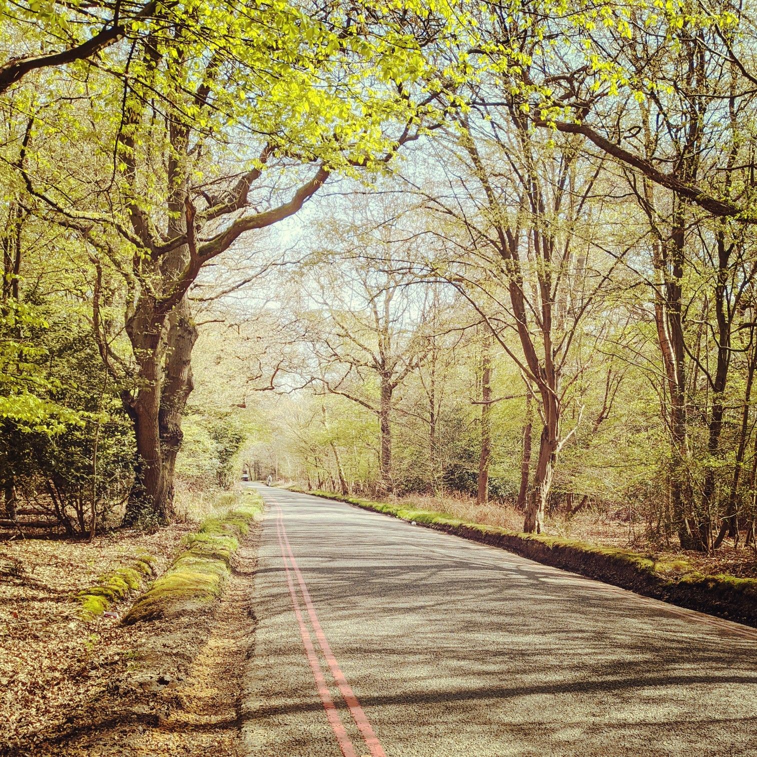 The first of my favourite sections: very gentle climb on decent tarmac with very few cars and plenty of beautiful woodland
