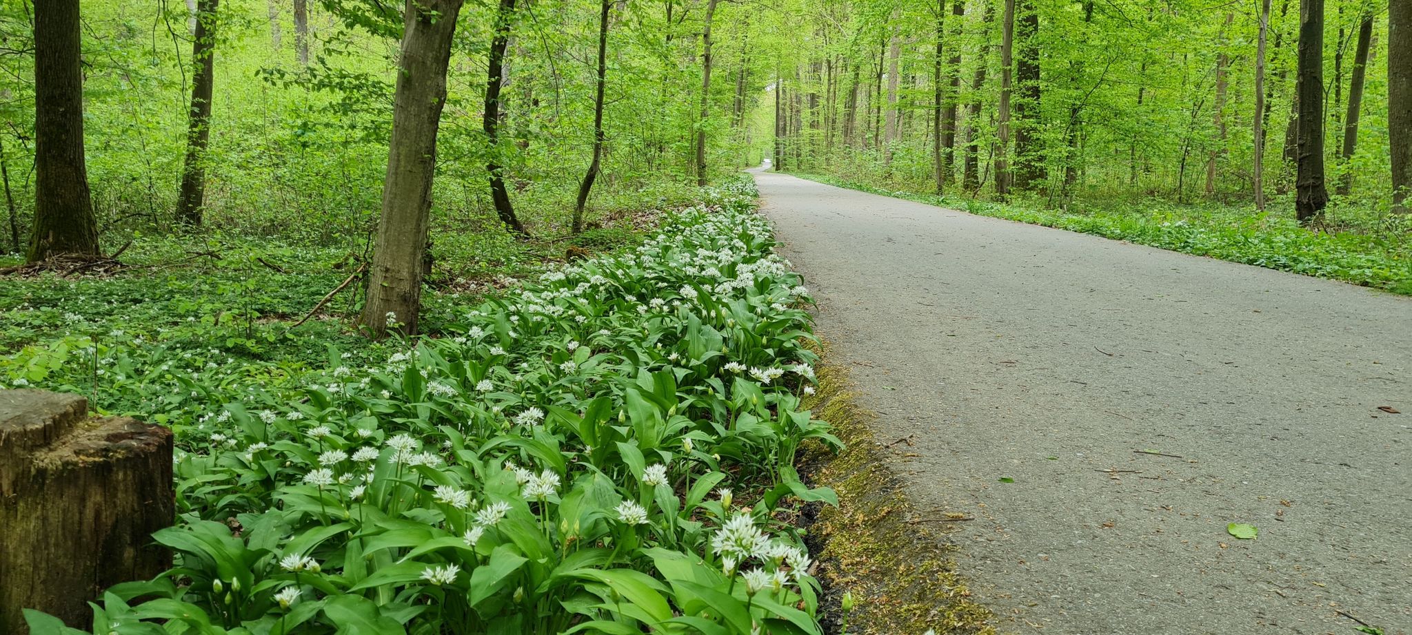 Bärlauch am Herzriedweg