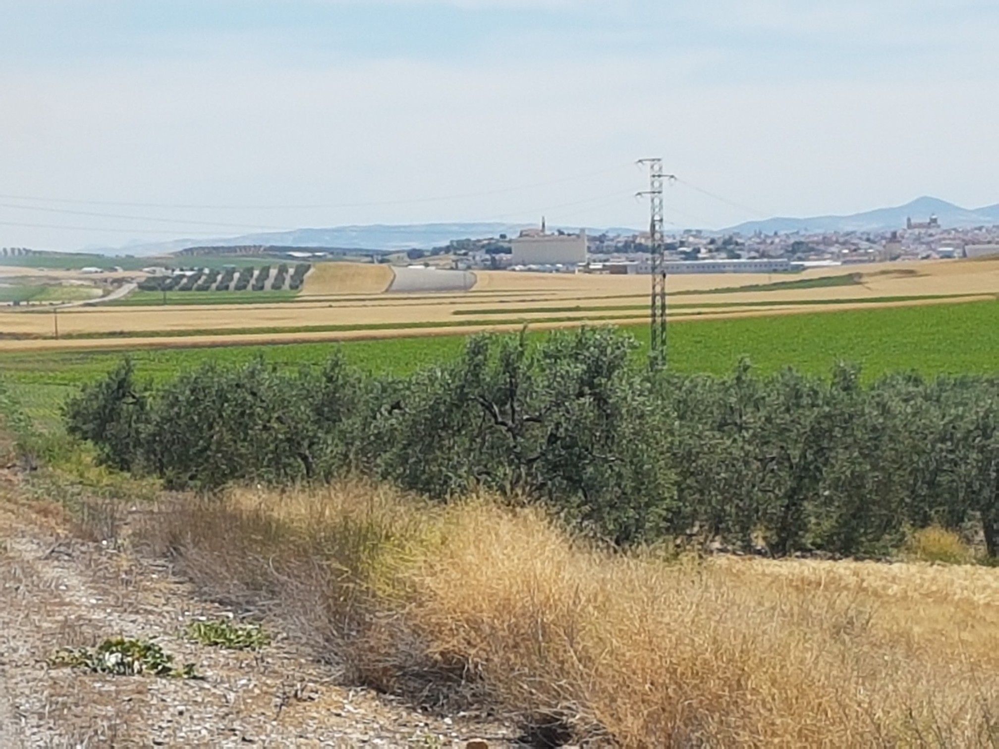 marchena