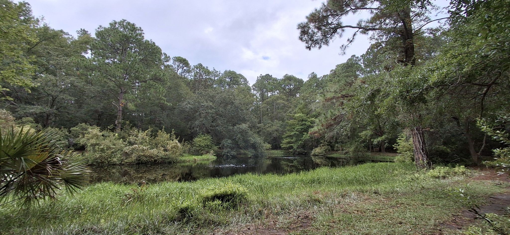 A calm pond surrounded by dense green forest under a cloudy sky. - Audubon Newhall Pond Loop