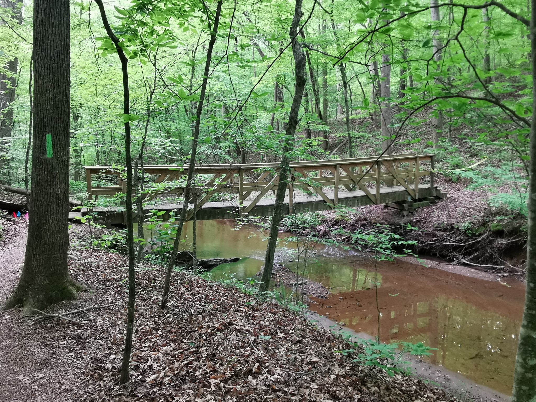 Wooden bridge over a muddy stream in a lush green forest. - Bridge Loop Trail