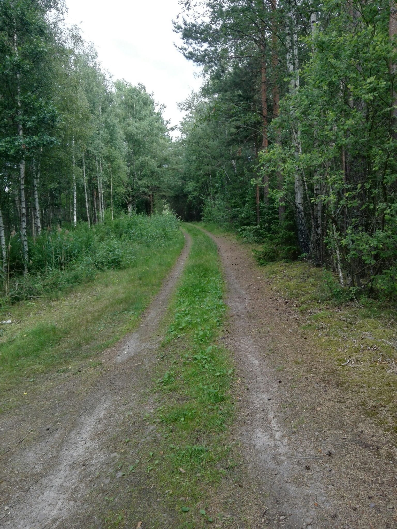 gut zu fahrender Weg im Moor