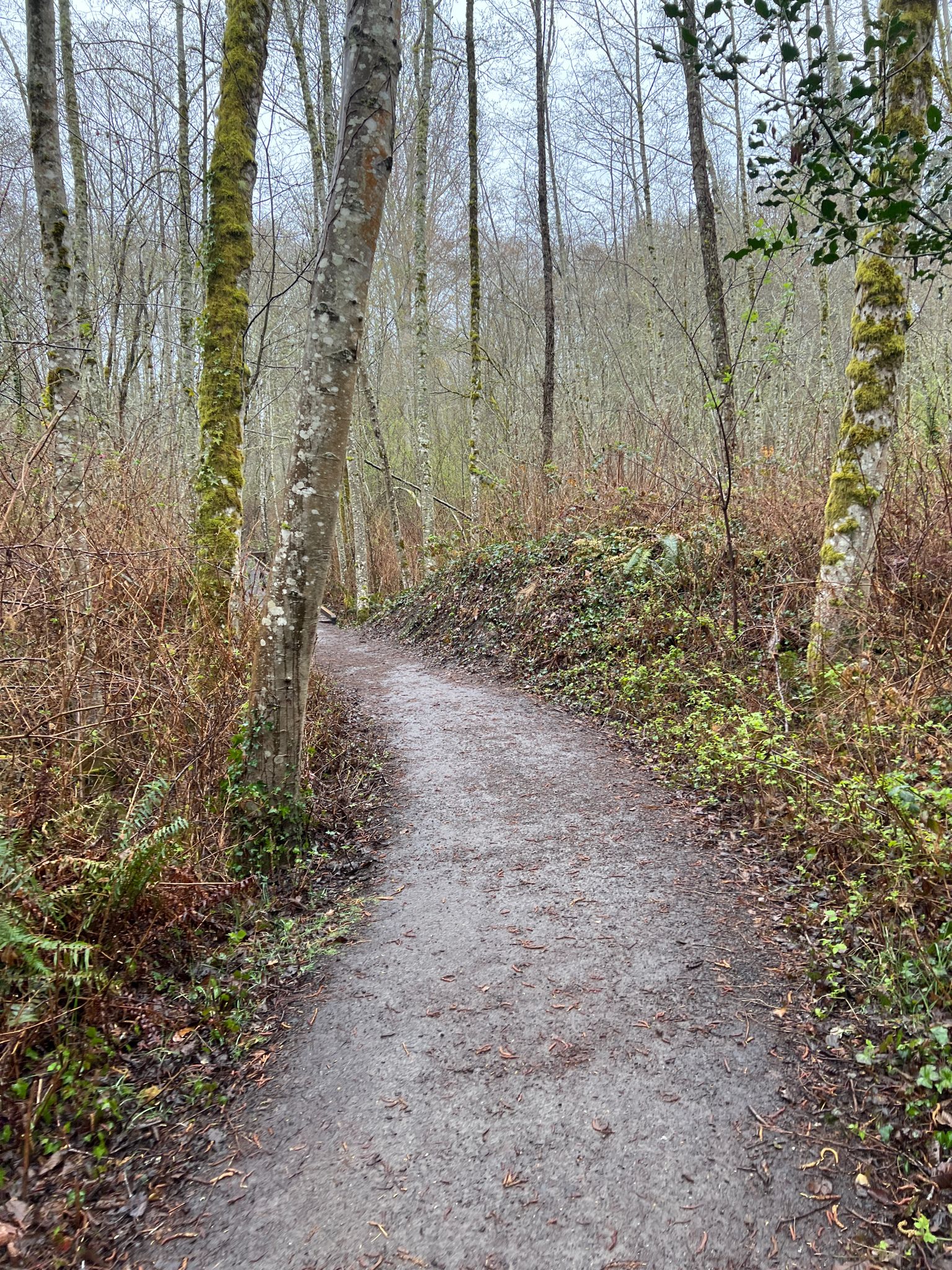 Dirt path winding through a winter forest with bare trees. - Sakai Loop