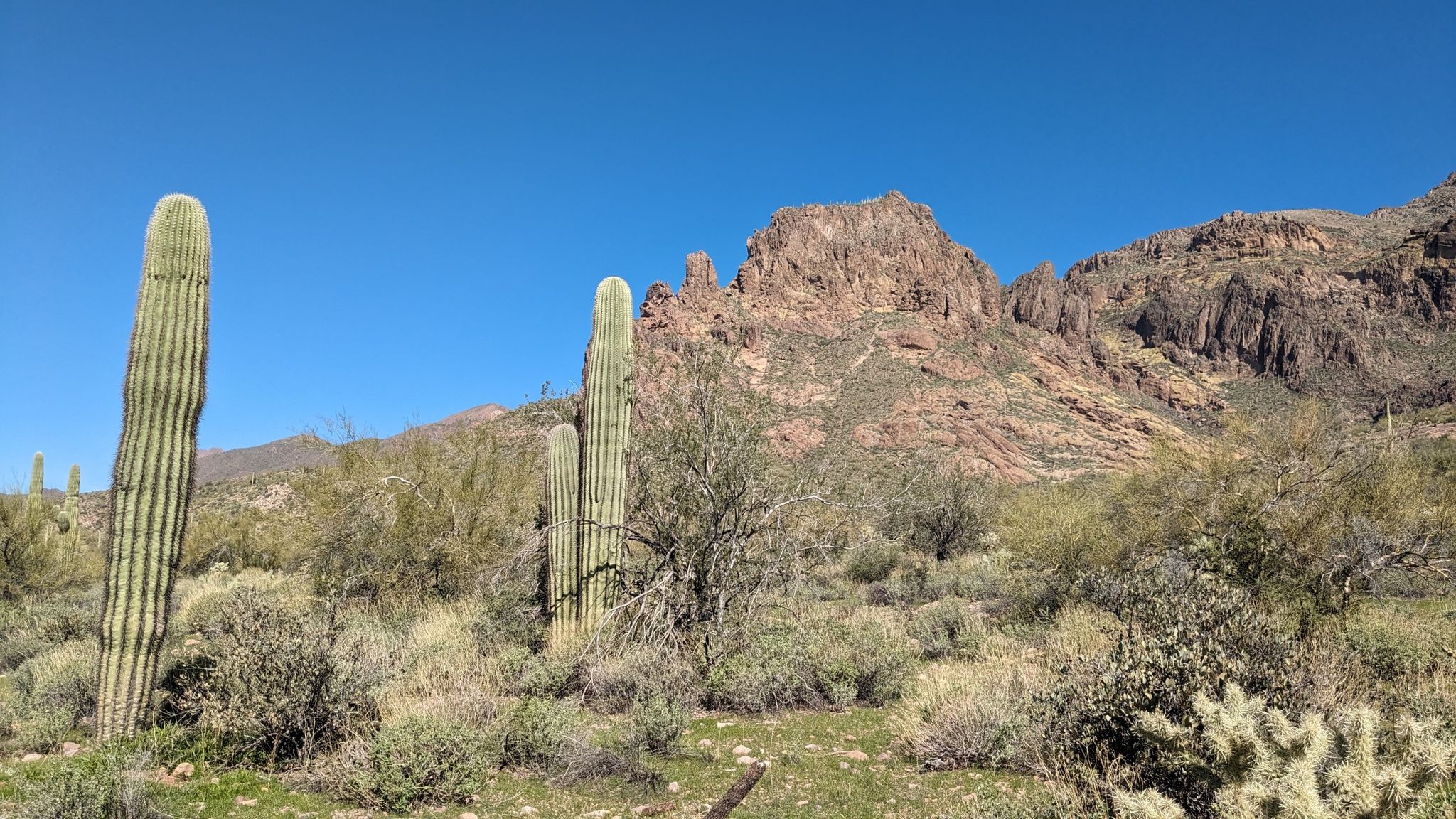 Two tall saguaro cacti stand before rocky mountains under a bright blue sky. - Turk's Head via Lost Goldmine Trail