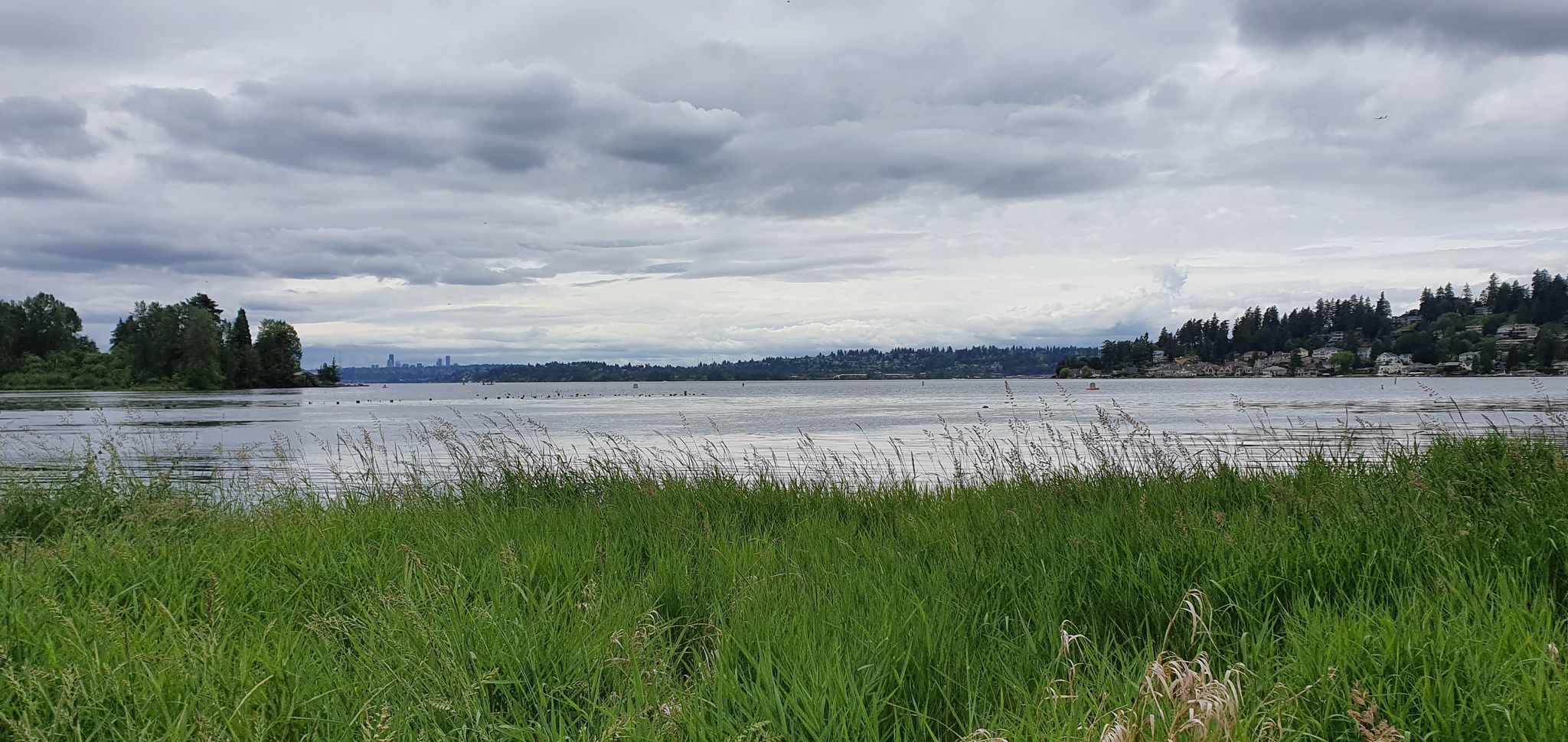 Overcast sky above a wide lake with tall green grass in the foreground. - Old Market Street Trail – Bridge Over Sammamish River loop from Kirkland
