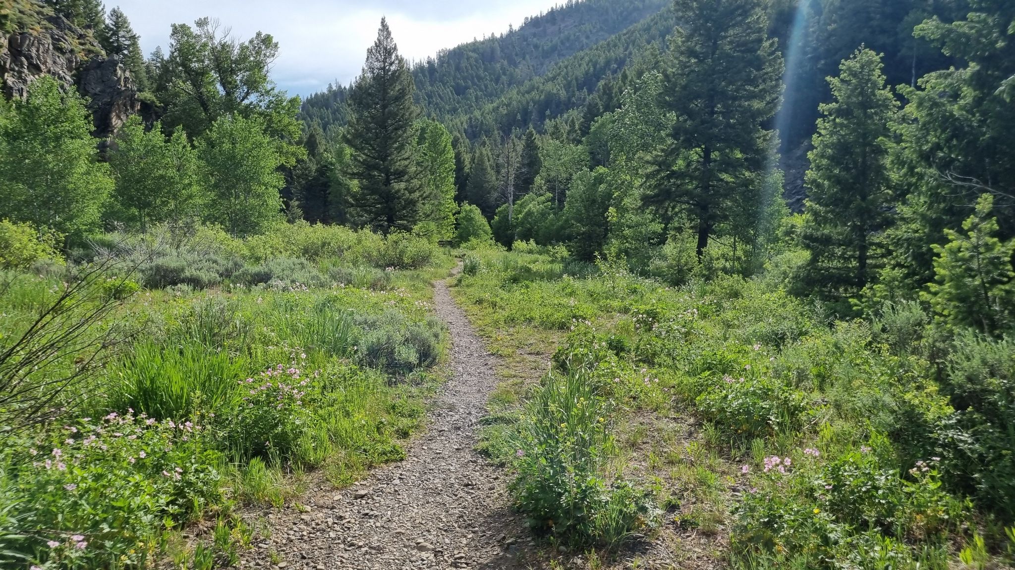 Wildflowers (June 20)