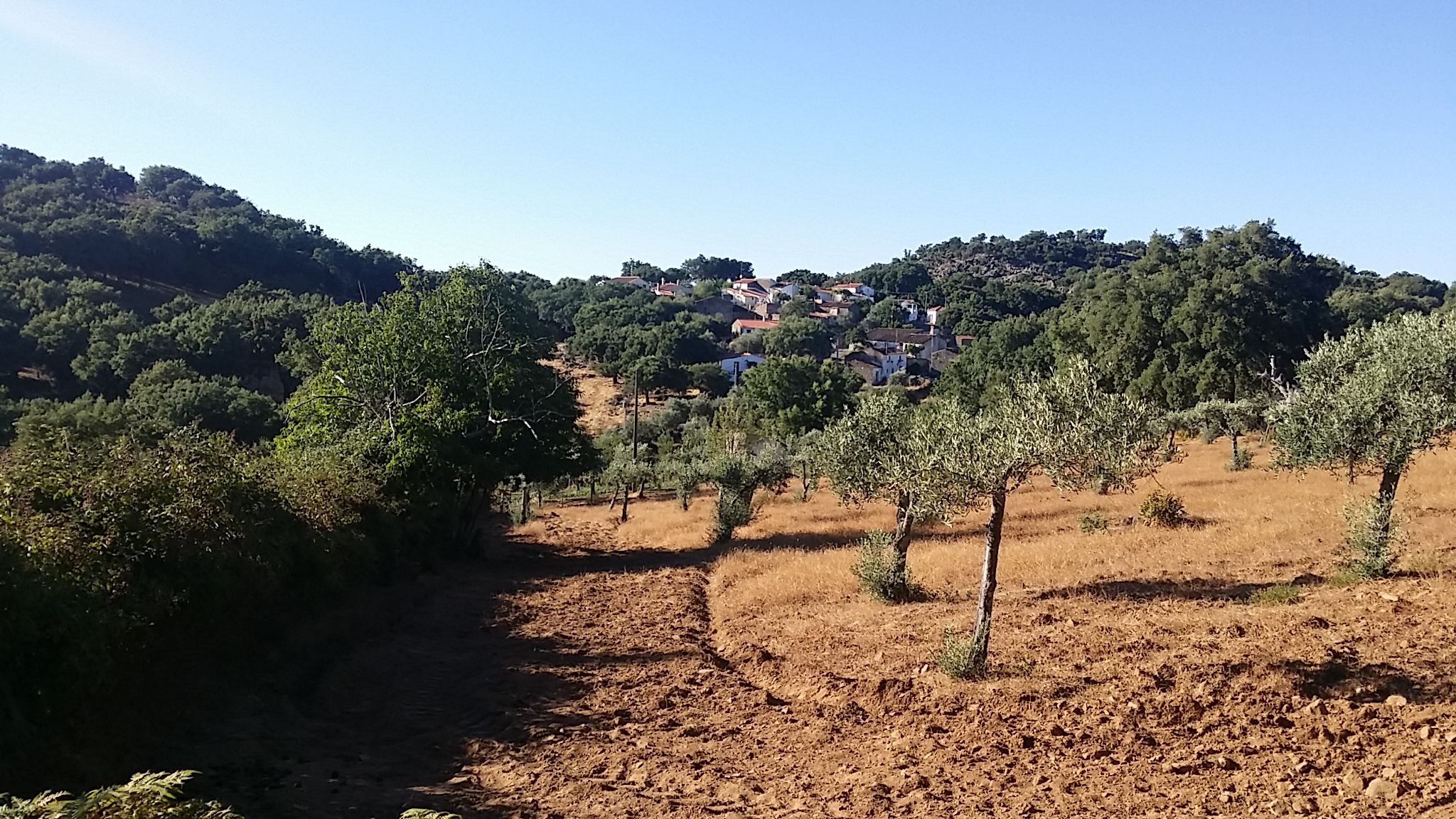 Pinheiras