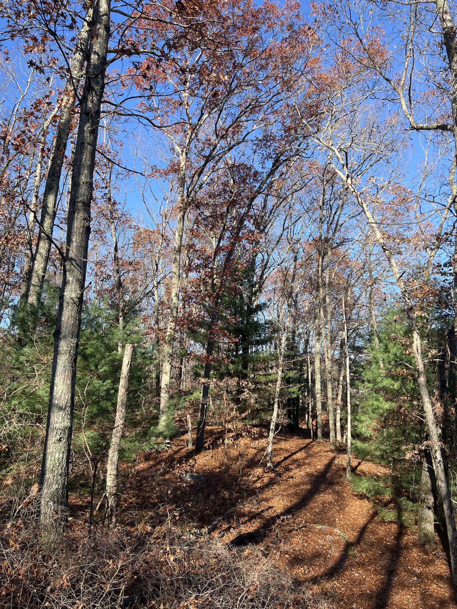 Forest path covered in autumn leaves, tall trees, bright sunlight. - Ryan Park – Beginner Loop