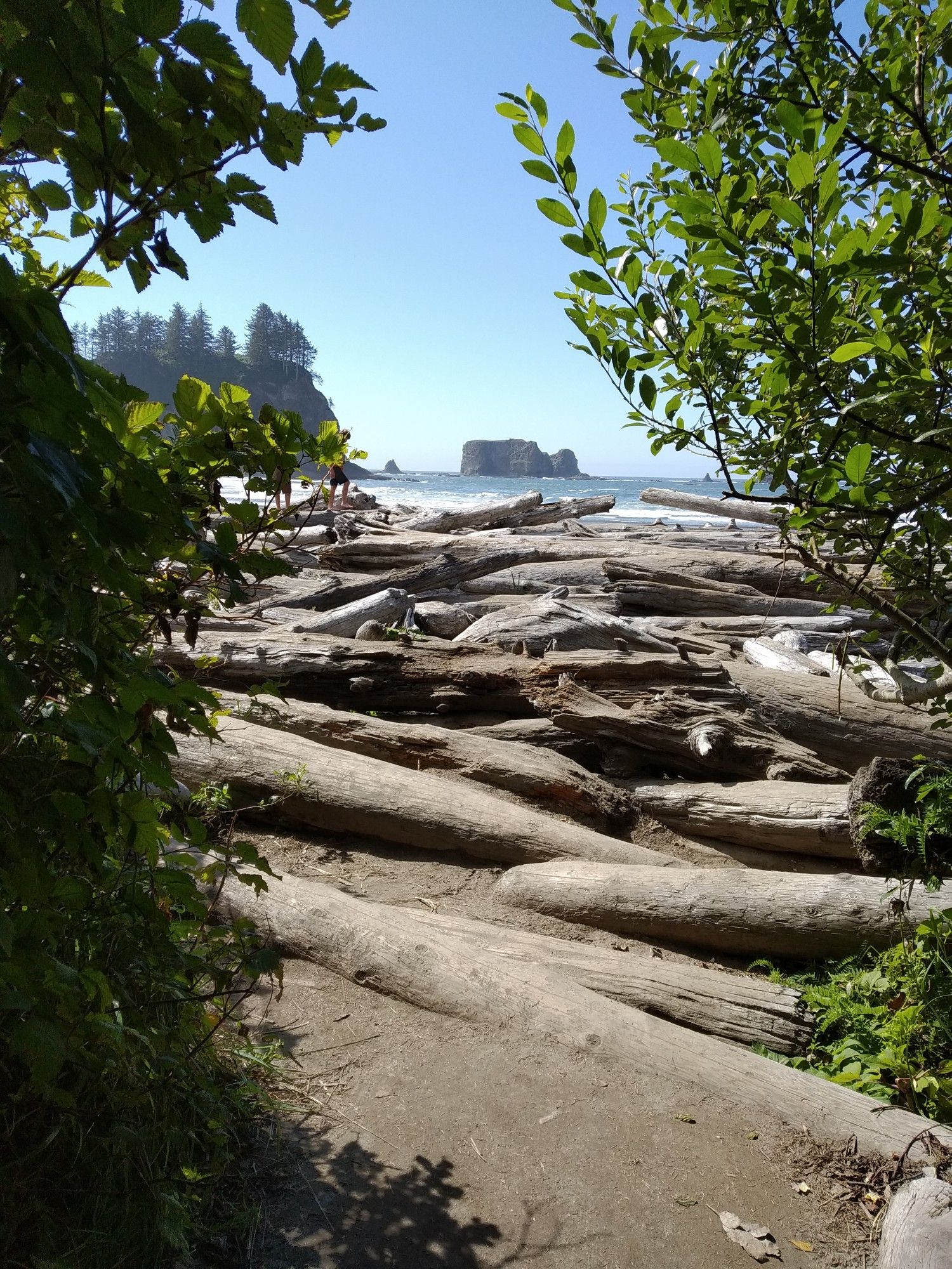 Sunny beach with abundant driftwood, sea stacks, framed by green foliage. - Second Beach Trail
