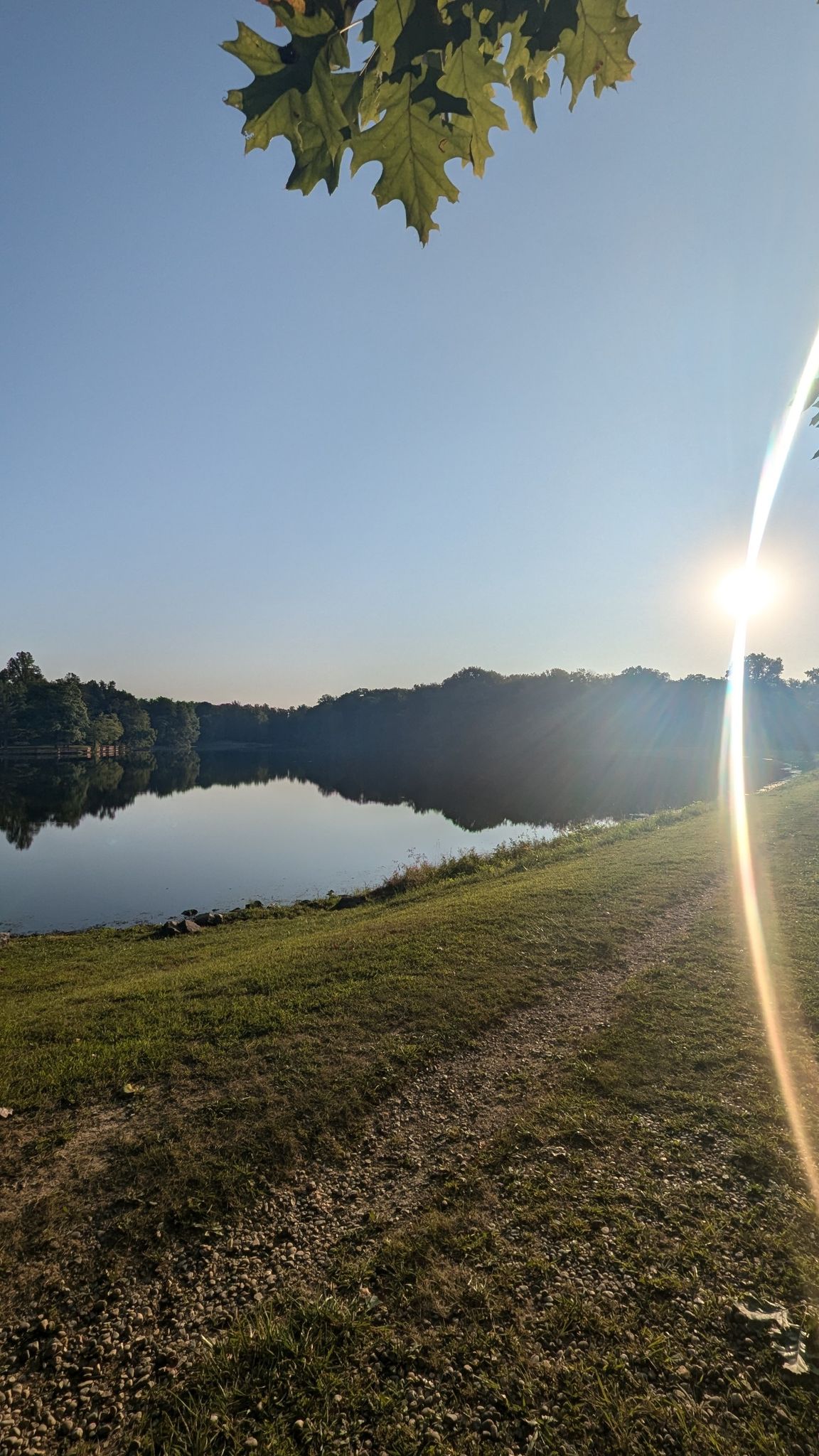 Sun shines brightly over a calm lake, with a grassy bank and overhead leaves. - Hawthorn Park Wetland Loop