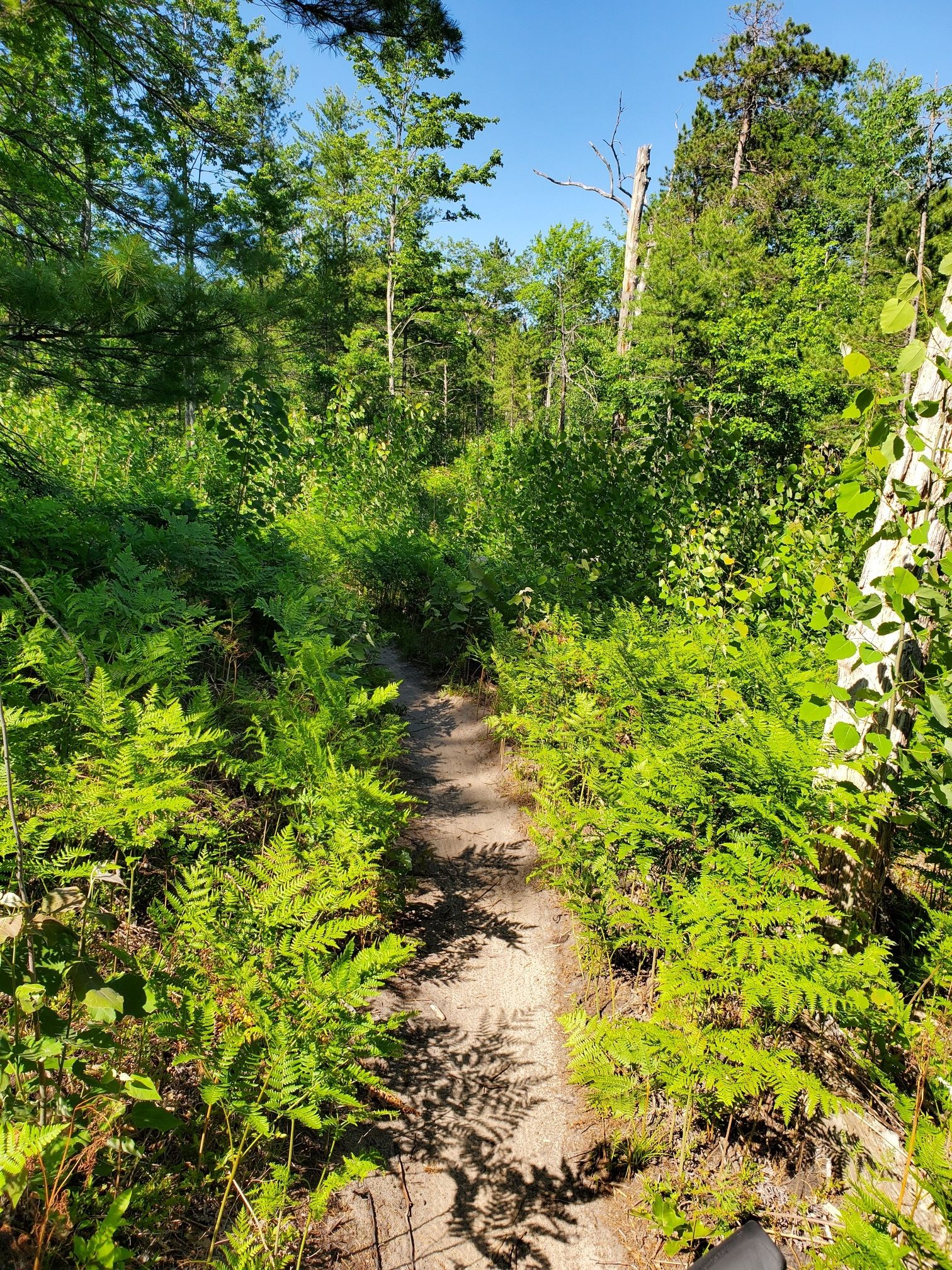 Narrow dirt path winding through dense green ferns and sunlit forest. - Vasa Singletrack Loop