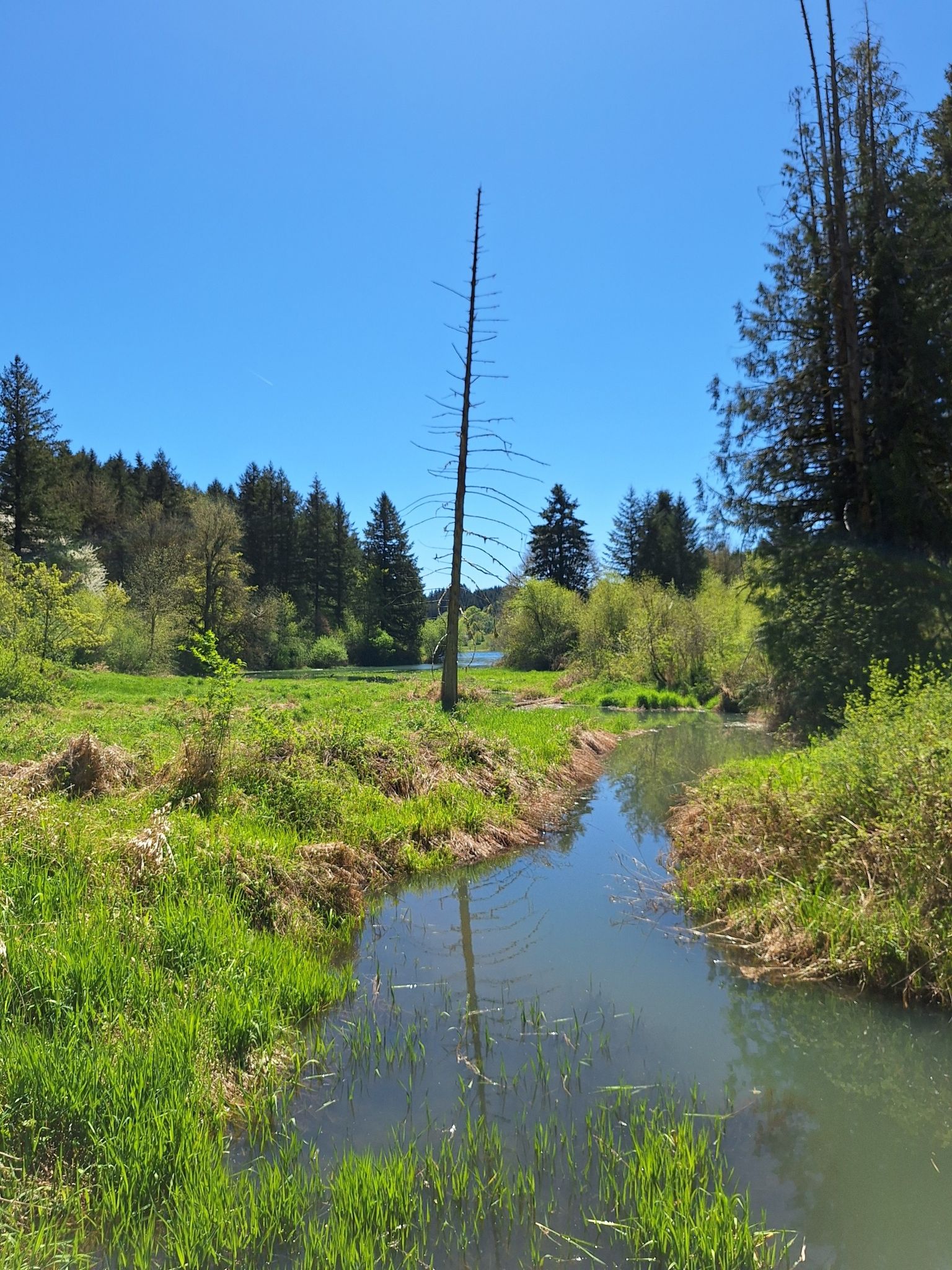 A narrow stream flows through a vibrant green meadow with a tall dead tree. - Hagg Lake Trail loop from Scoggins Valley Park / Henry Hagg Lake