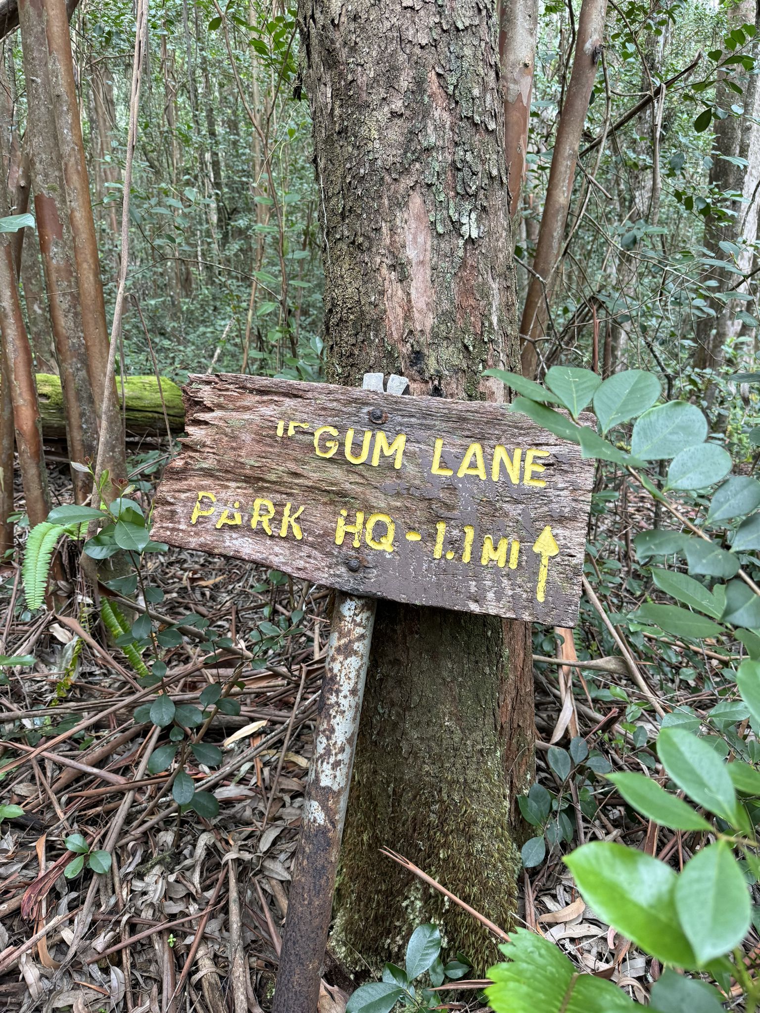 Weathered wooden sign with yellow text attached to a tree in a green forest. - Old Jeep Road via Honokaʻa