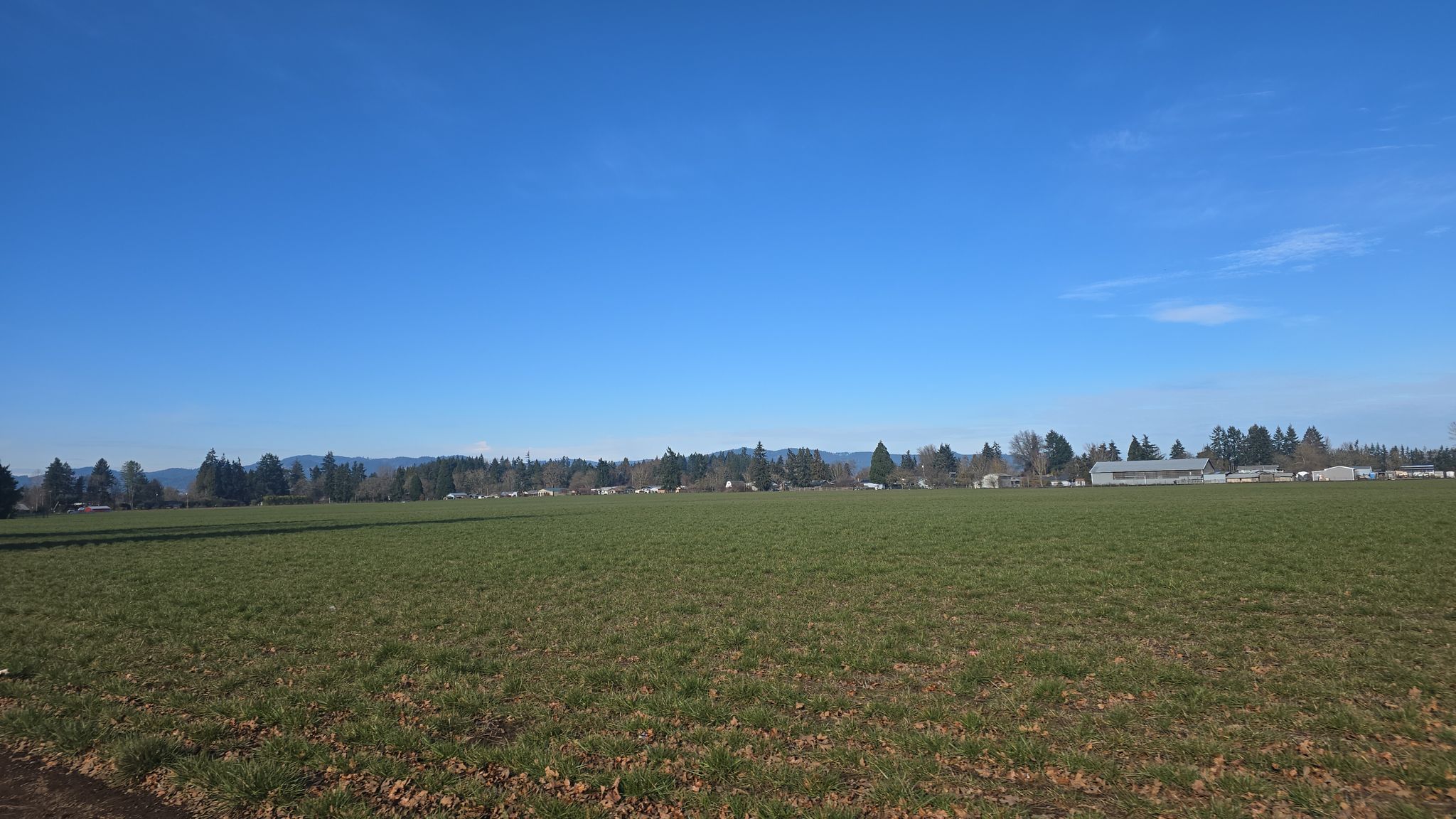 Expansive green field under a clear blue sky, with distant trees. - Willamette Valley Scenic Bikeway Loop