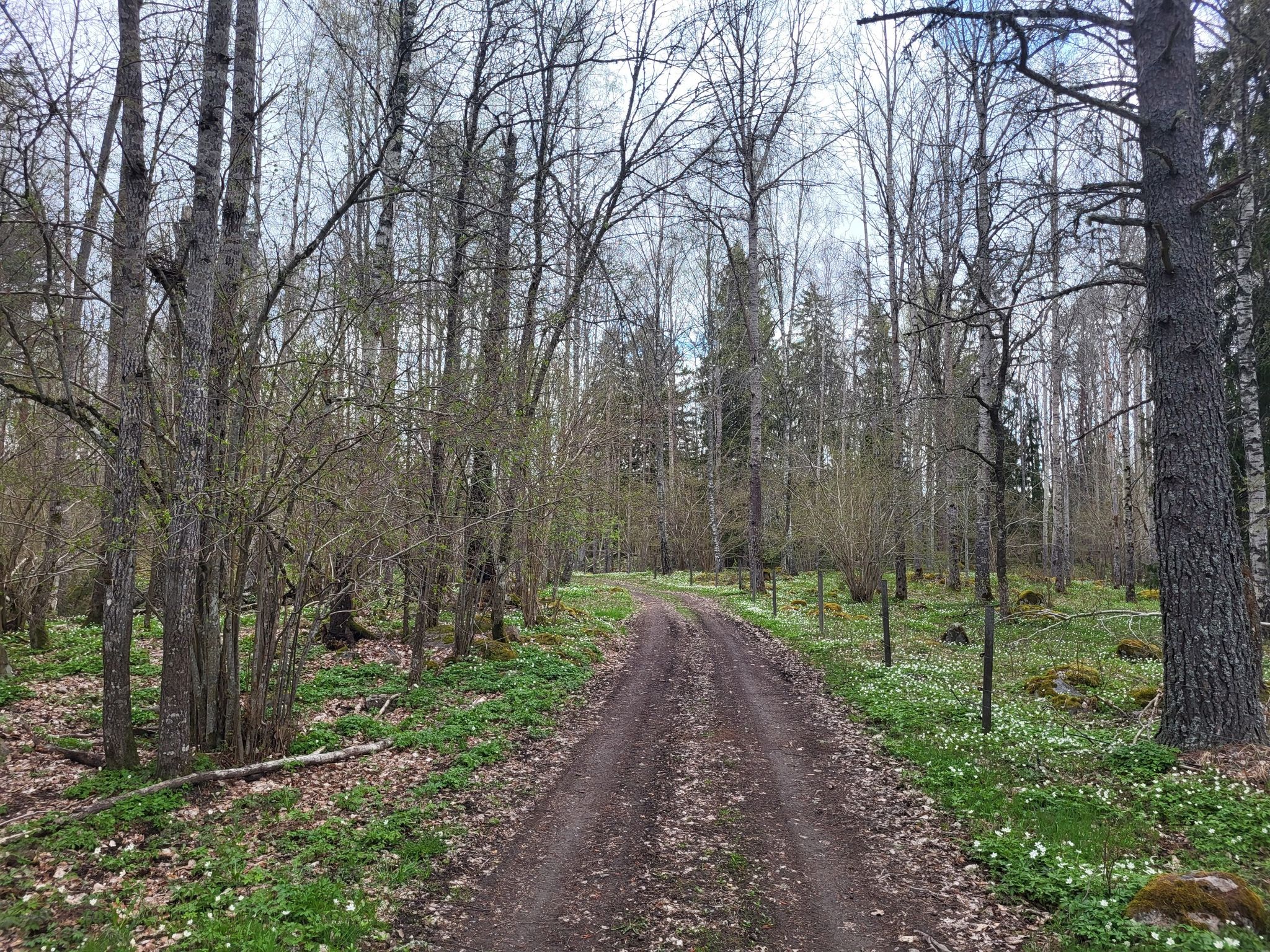 Forest spring