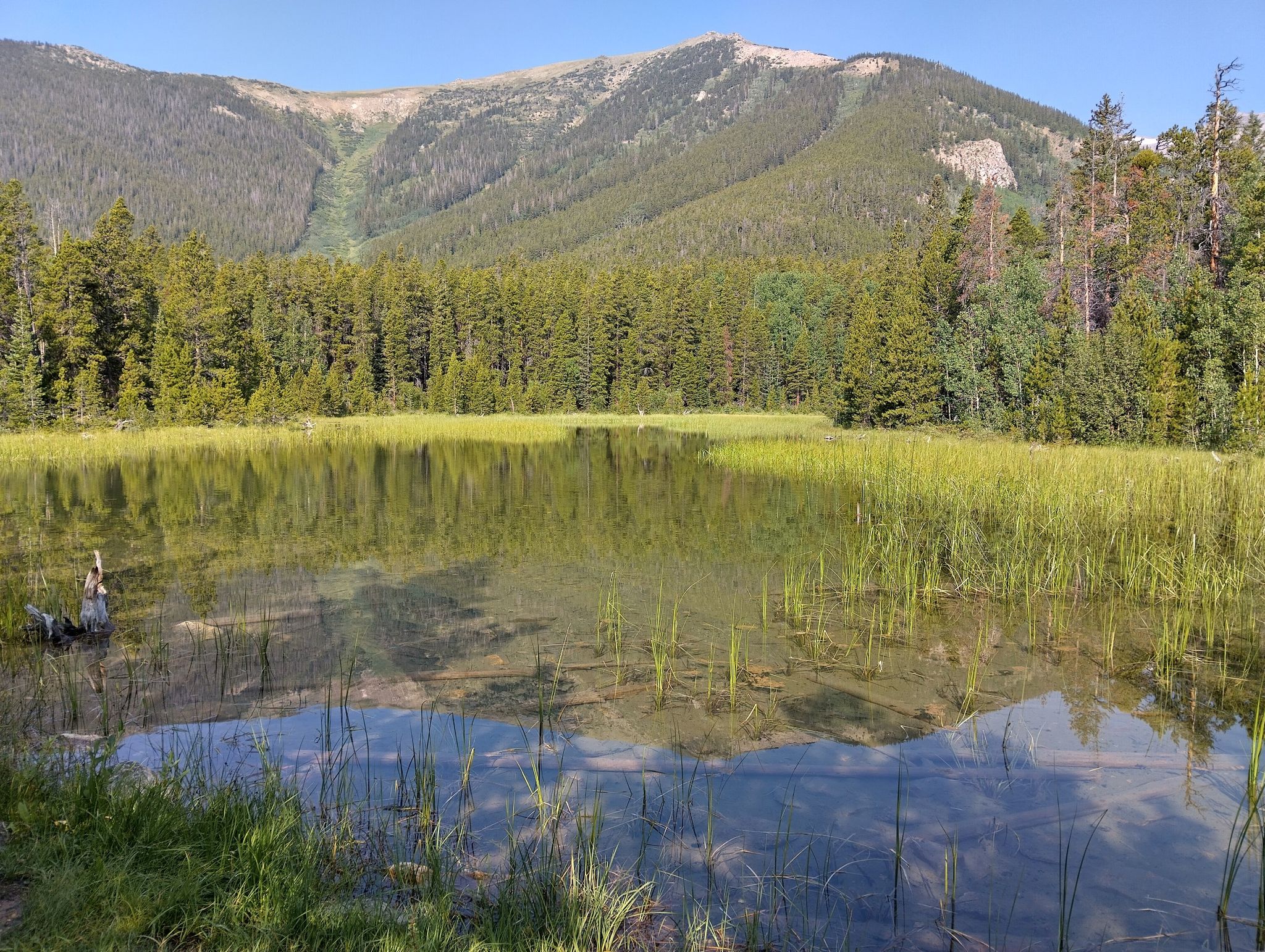 Clear lake with green grass, dense forest, and mountains under a blue sky. - Harvard Lakes via Colorado Trail Segment 12