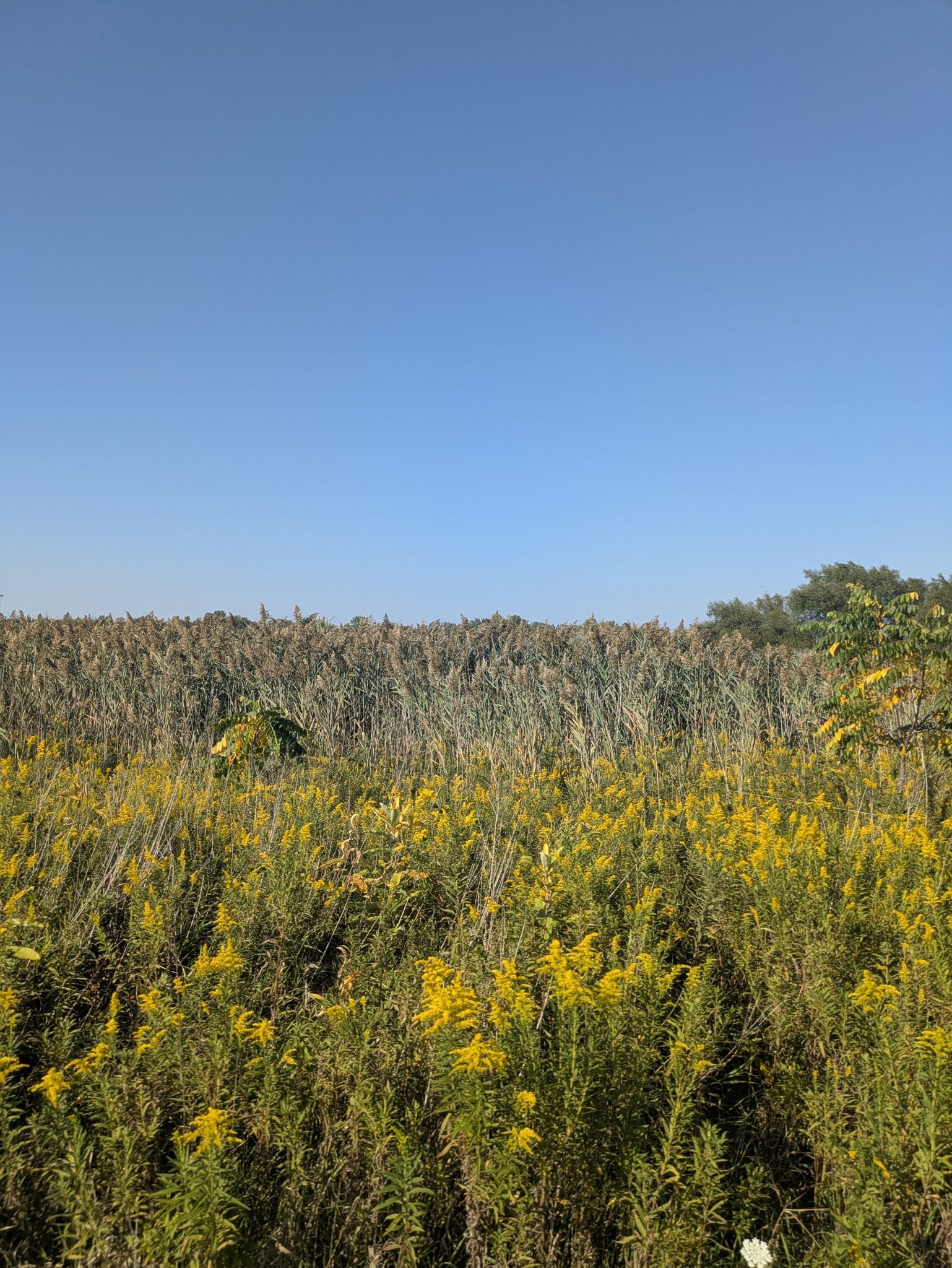 Vibrant yellow wildflowers in a field under a clear blue sky. - Deer Grove East Red, Black and Brown Loop