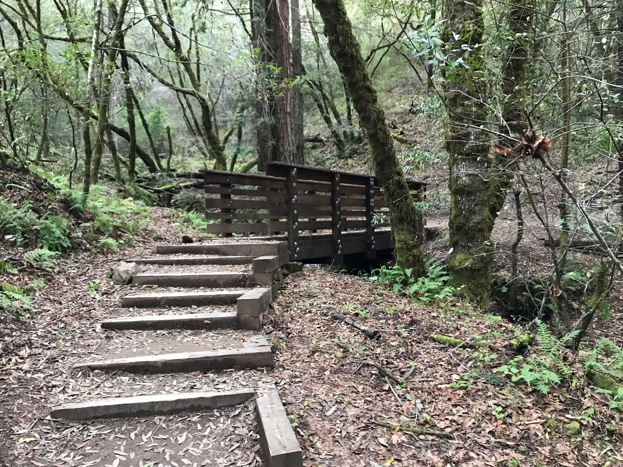 Wooden steps lead to a small wooden bridge in a lush, green forest. - Dawn Falls Trail – Dawn Falls Trail loop from Larkspur