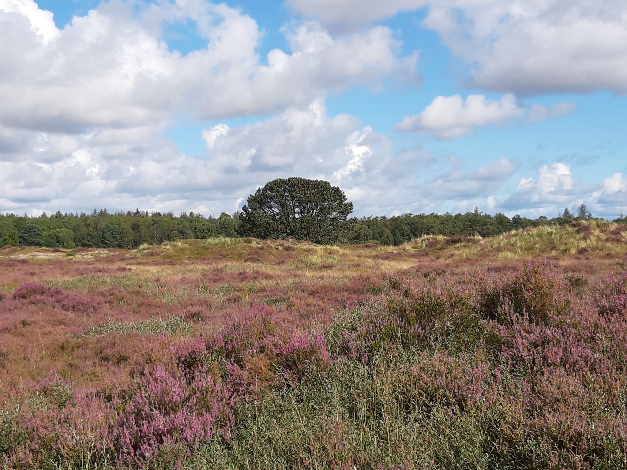 Fuglesang Hede