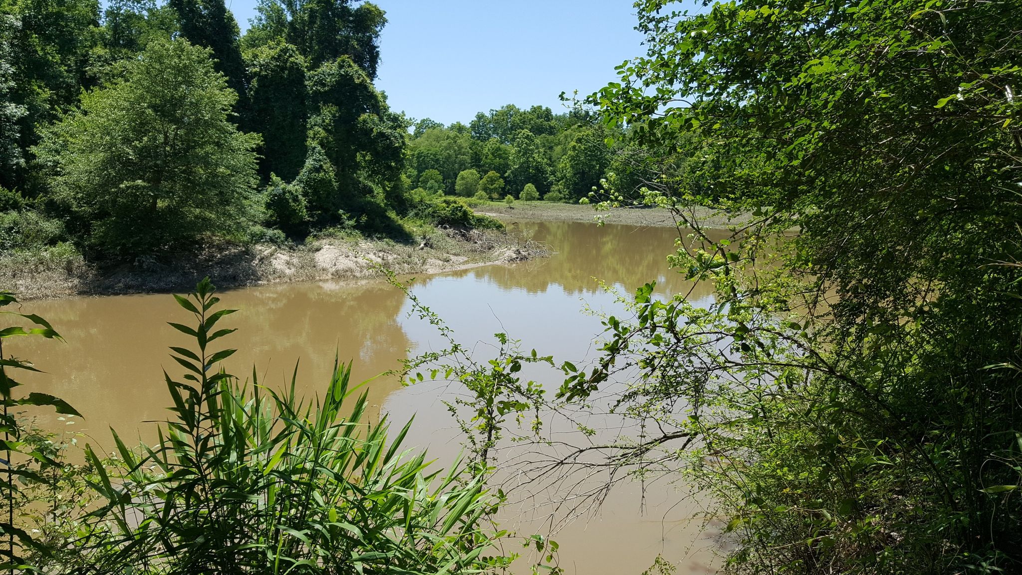 Muddy river surrounded by dense green trees and bushes on a sunny day. - Hardwood Forest Loop