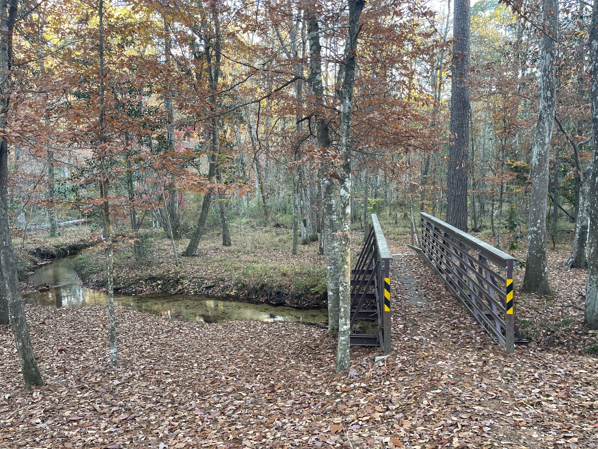 A wooden bridge crosses a narrow stream in an autumn forest. - Wild Azalea Trail: Segment 2