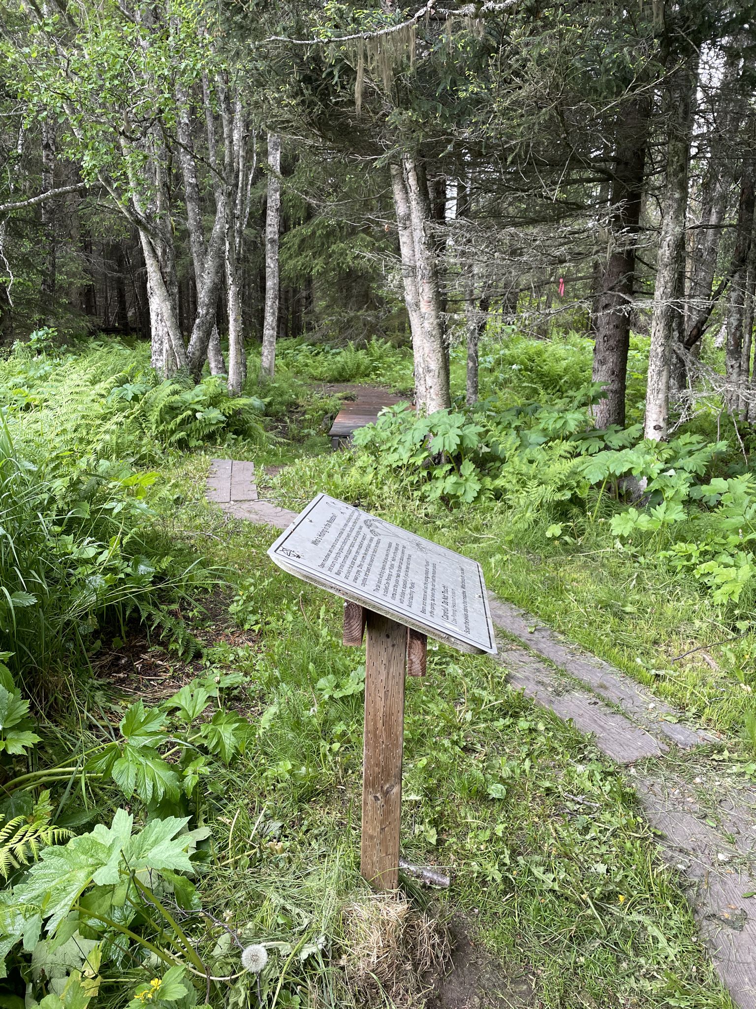 Informational sign on a forest path, surrounded by green ferns and trees. - Calvin & Coyle Nature Trail