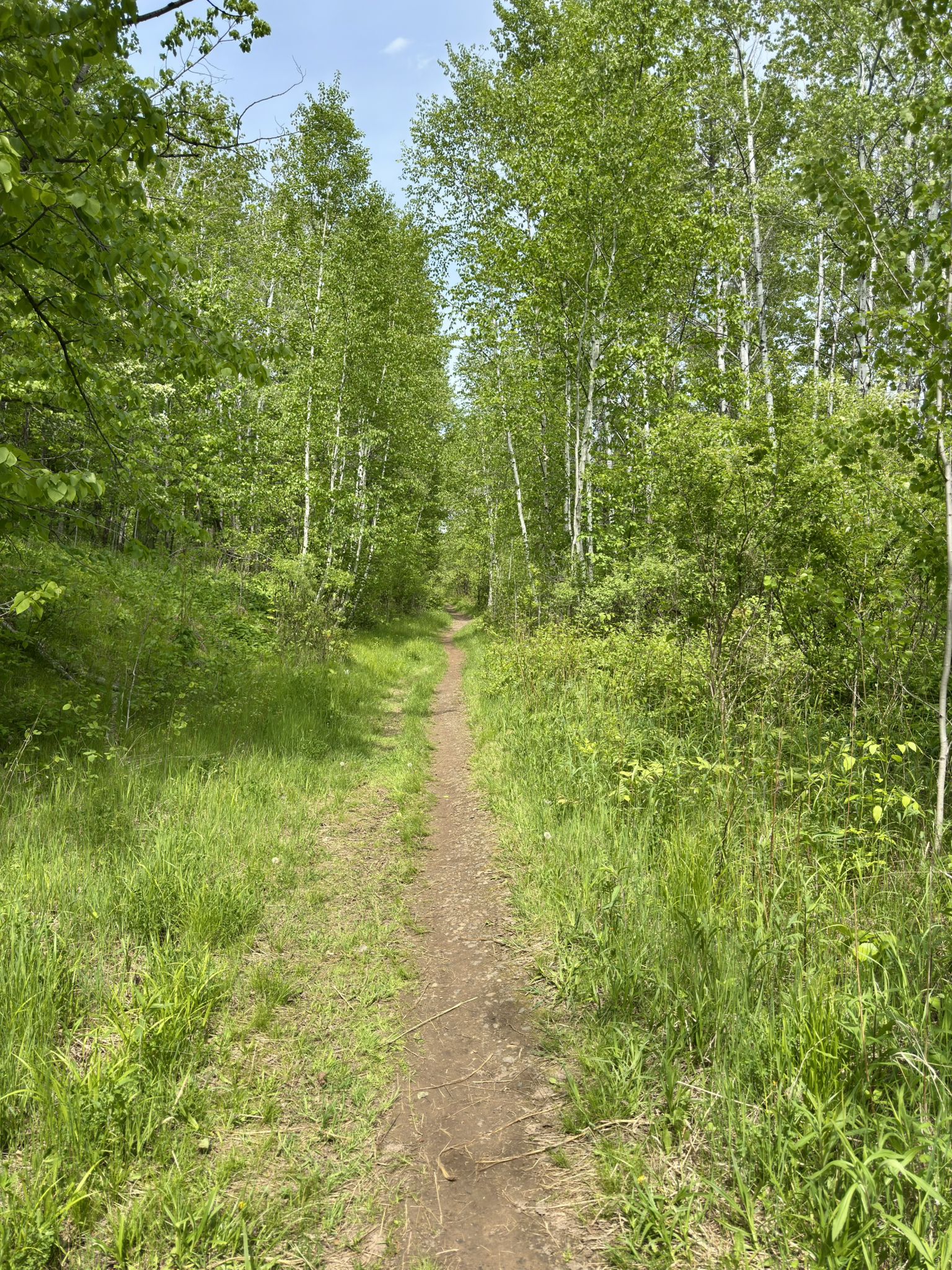 Trail view of the DWP (Duluth, Winnipeg, Pacific) trail