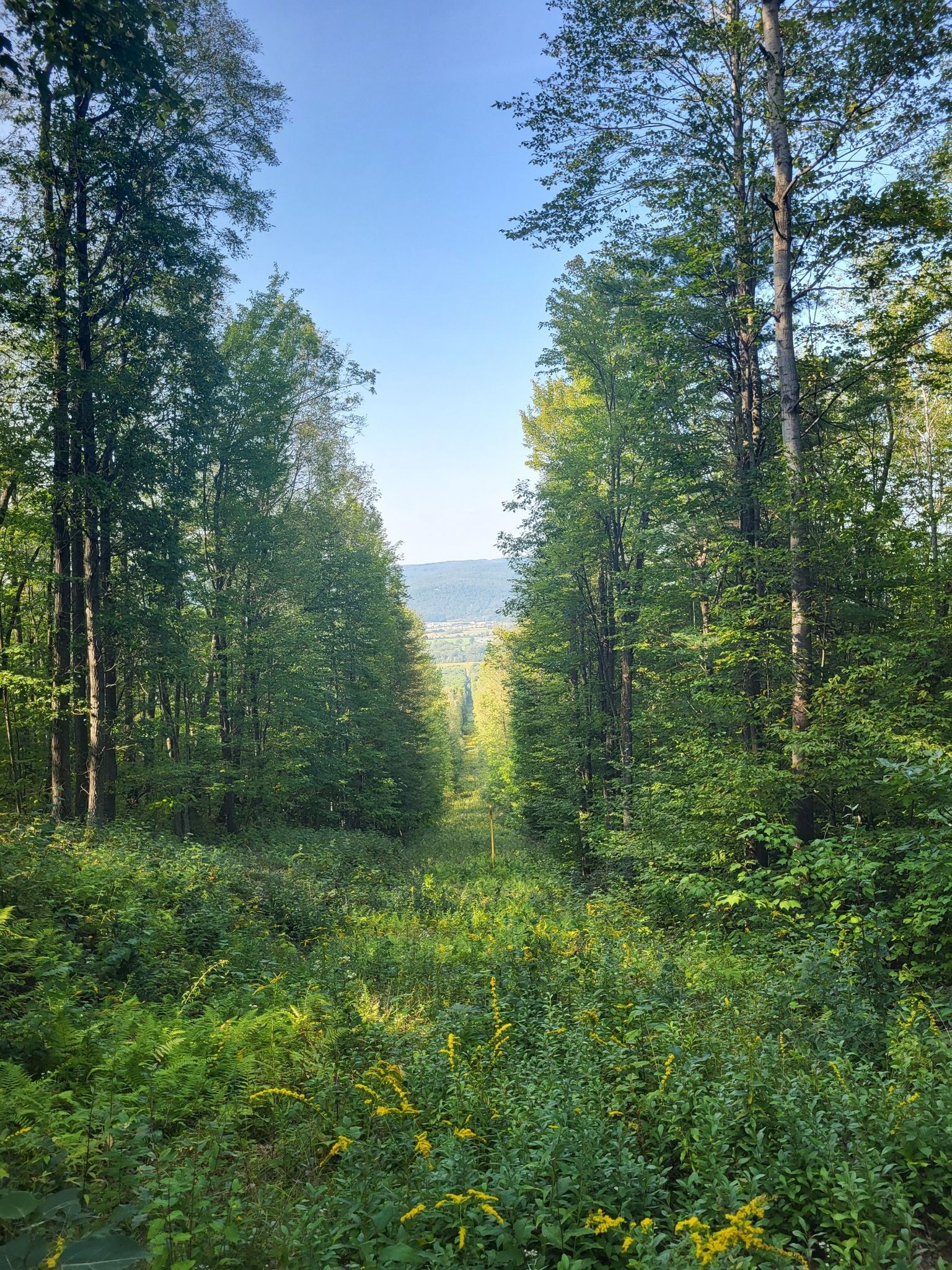 A narrow forest clearing opens to a distant valley under a clear sky. - Steege Hill Yellow Loop