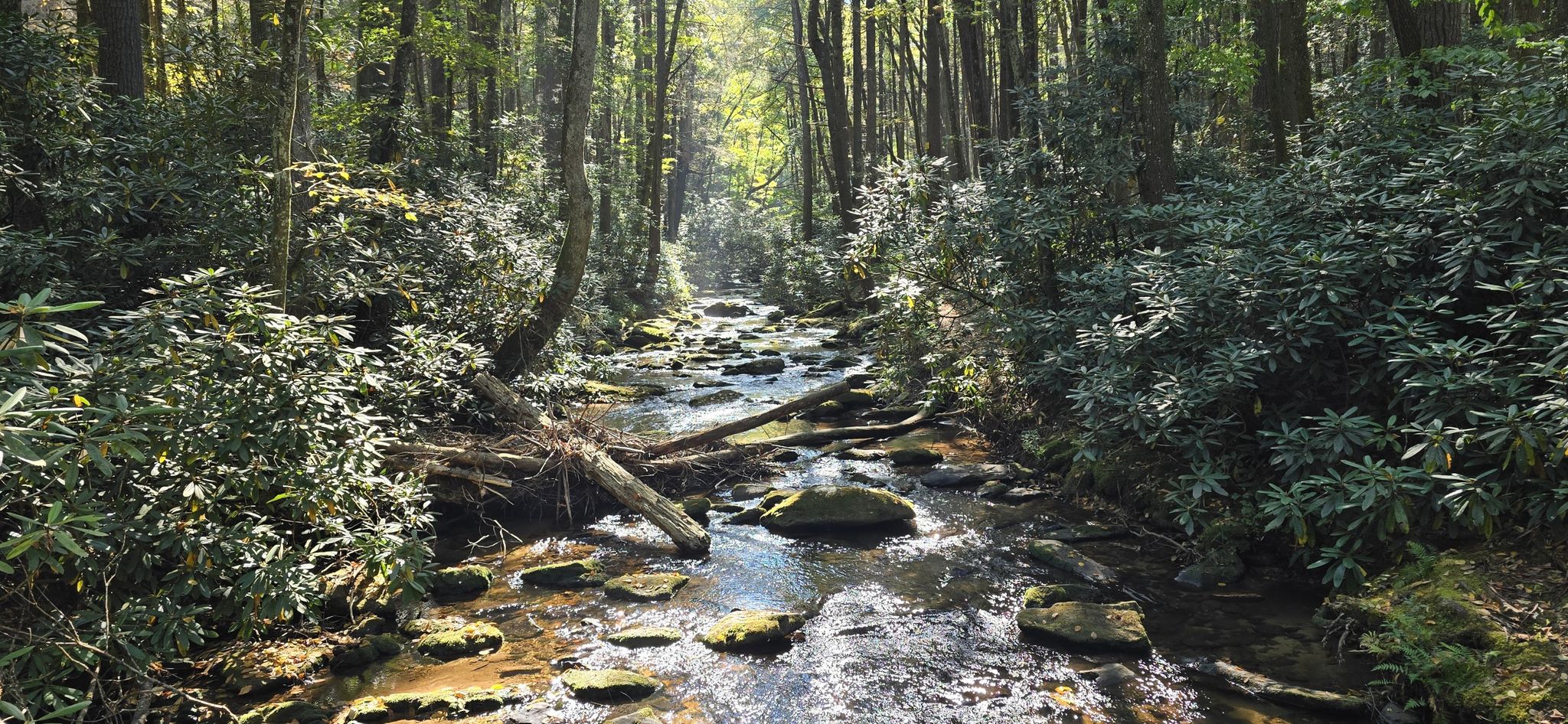 Sunlight streams through a dense forest onto a rocky creek with green rhododendrons. - Blue Ridge WMA Loop ft. Appalachian Trail Section 01